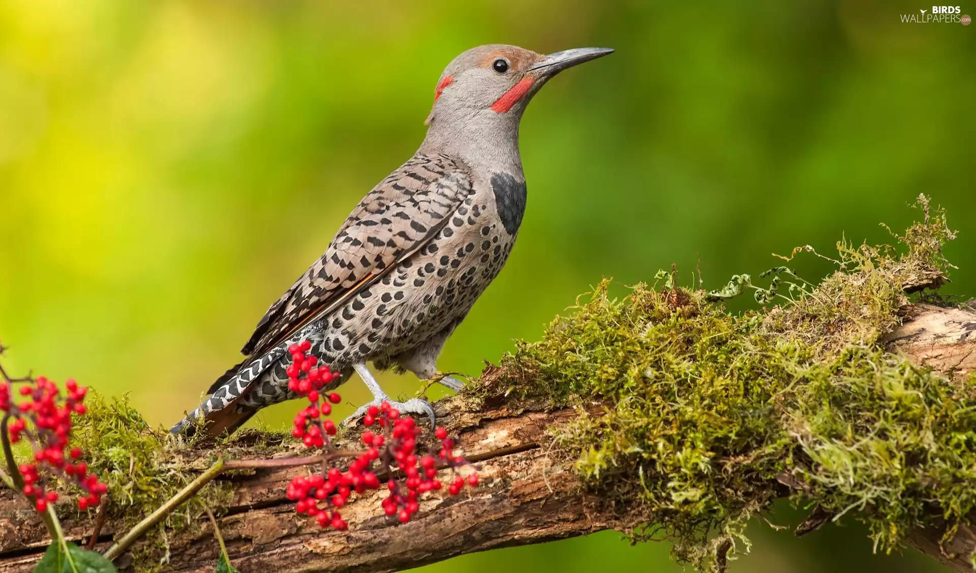 Lod on the beach, Moss, Red-necked Woodpecker, male, Bird