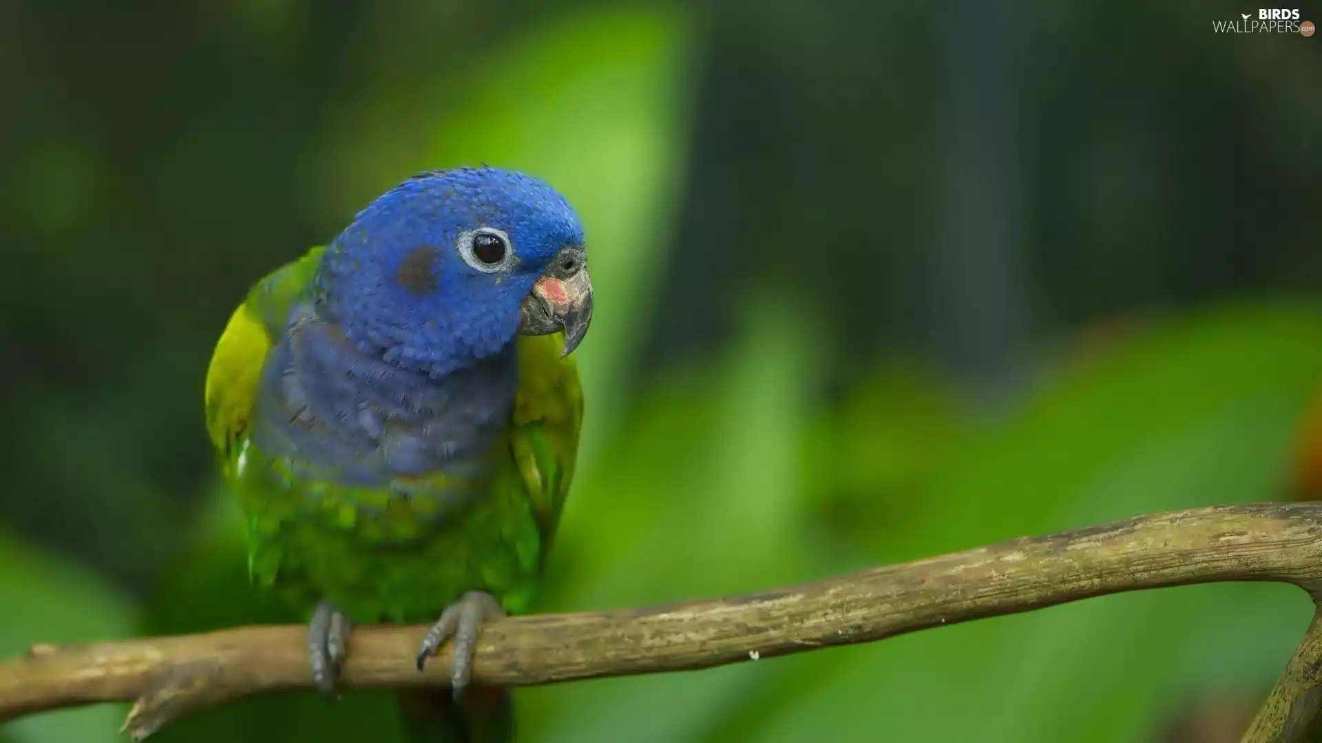 parrot, Lod on the beach