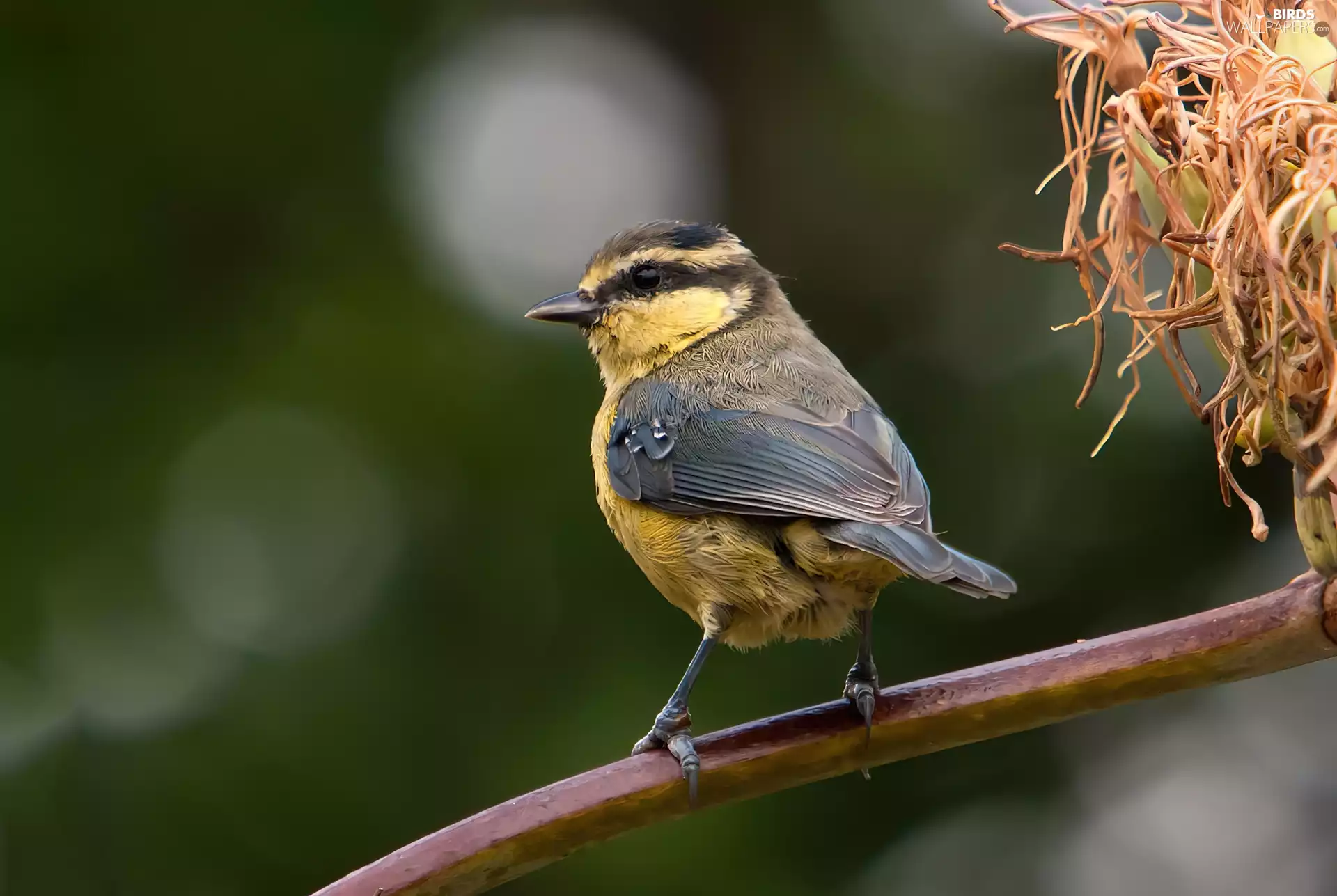 tit, Lod on the beach