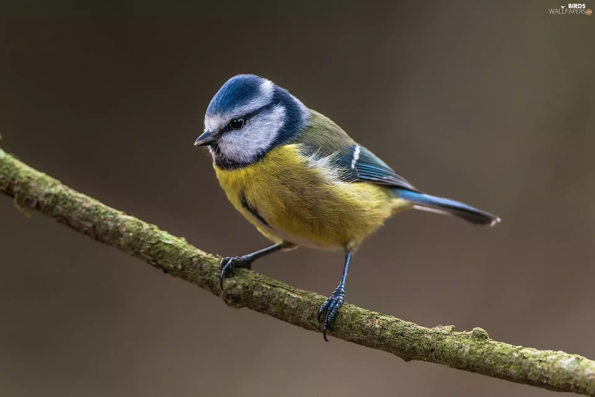 tit, Lod on the beach