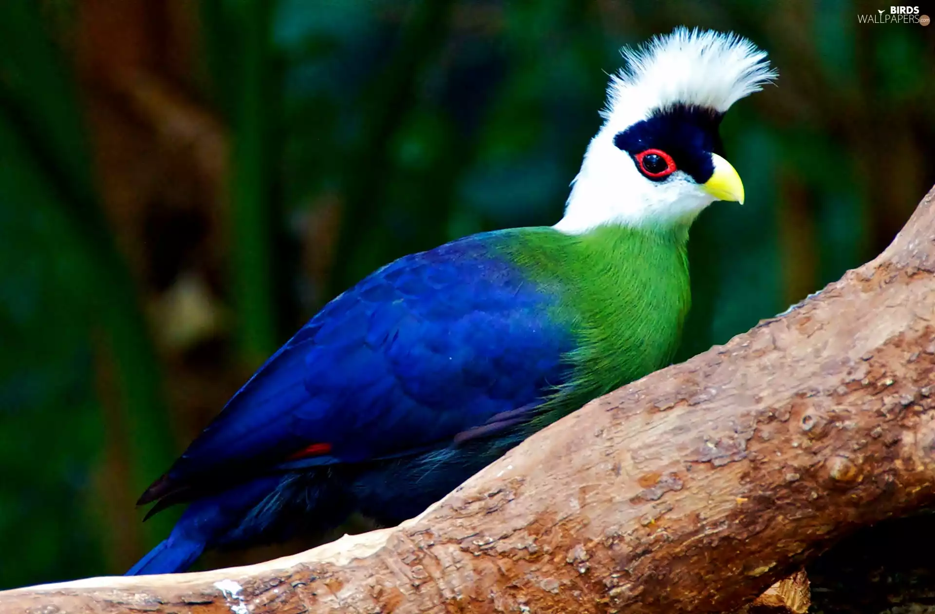 Turaco, Lod on the beach
