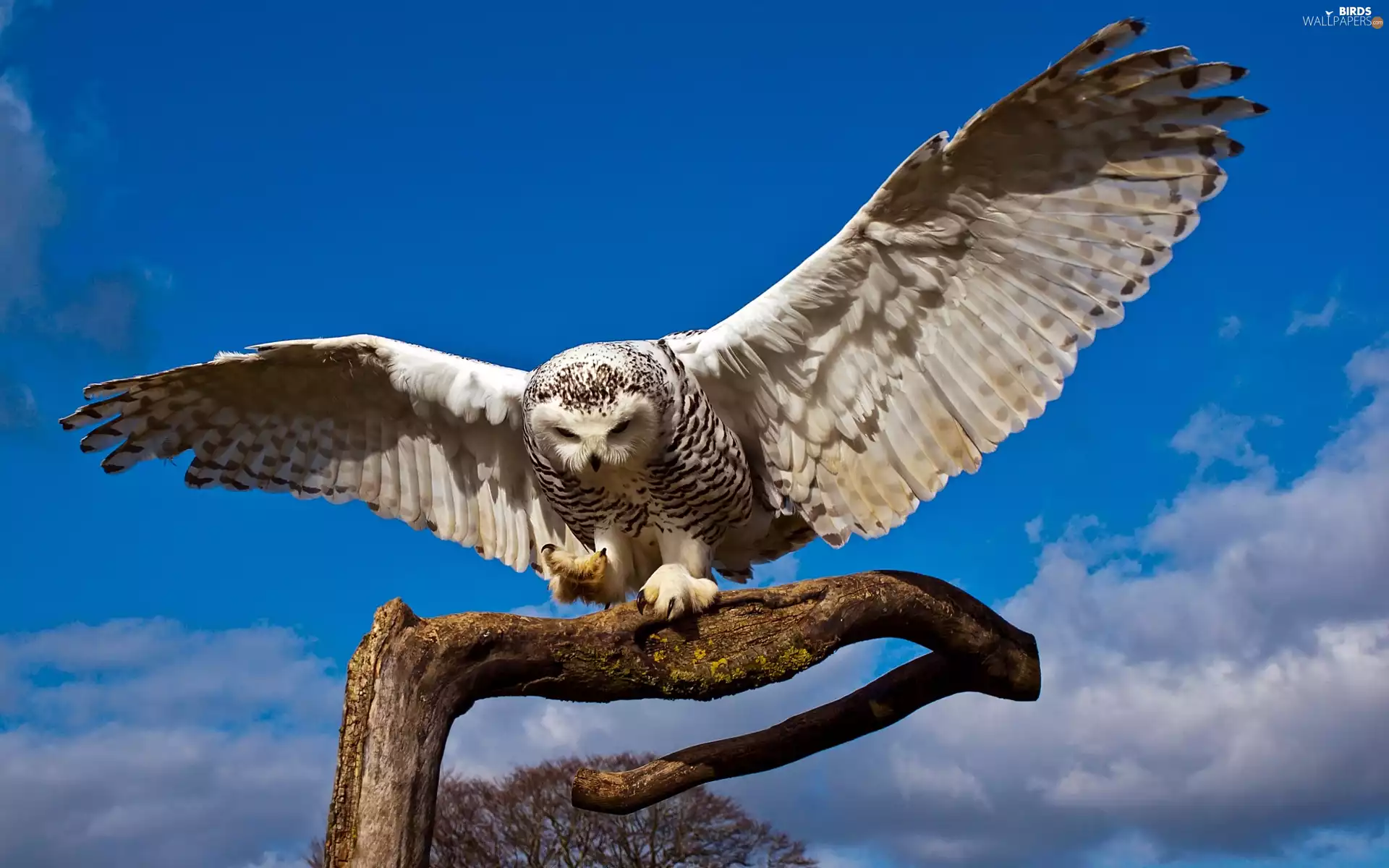 landing, Snowy Owl, Lod on the beach