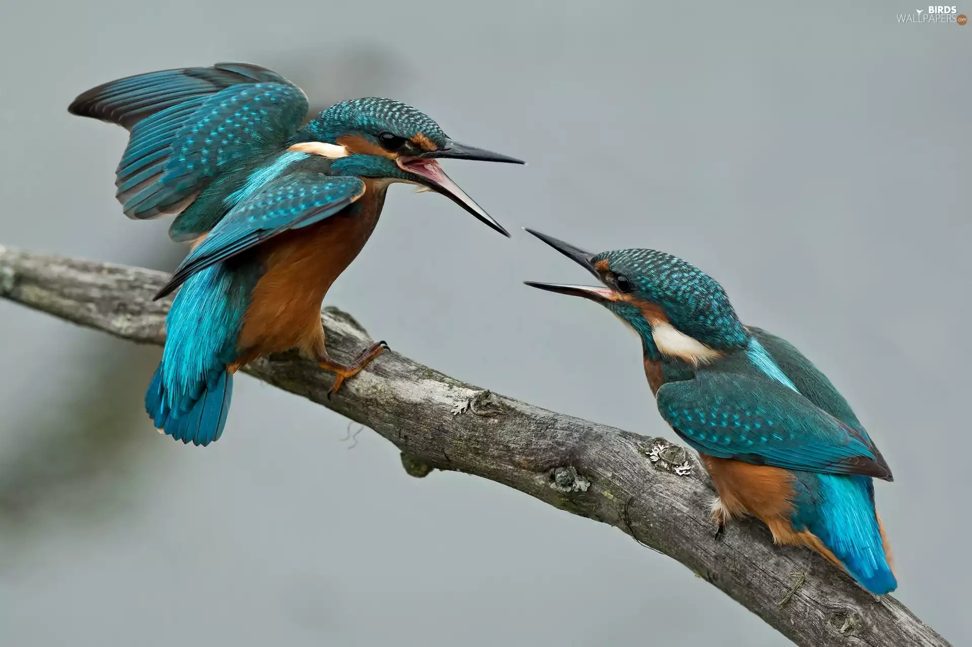 Two cars, kingfishers, branch, Birds on the log