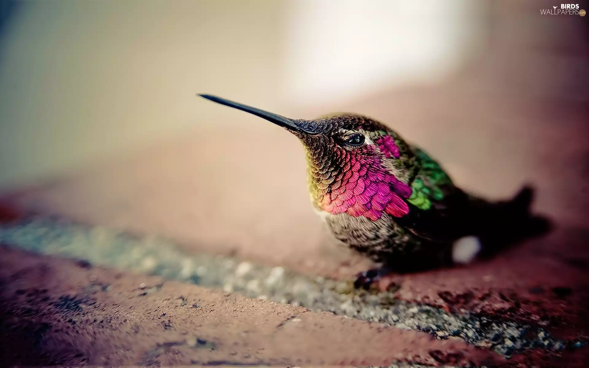 humming-bird, pen, Long Beak, color