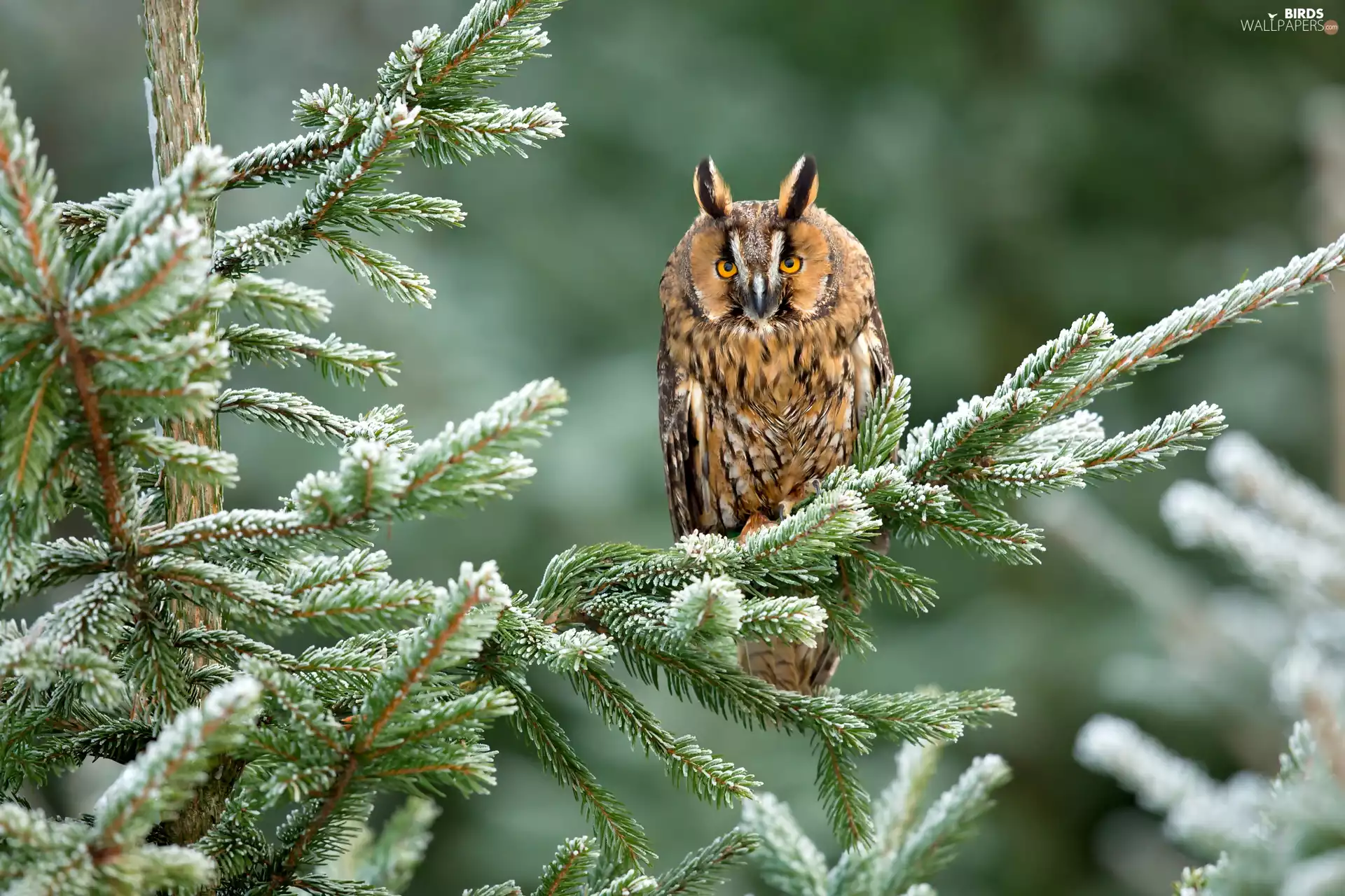 owl, spruce, Twigs, Long-eared Owl