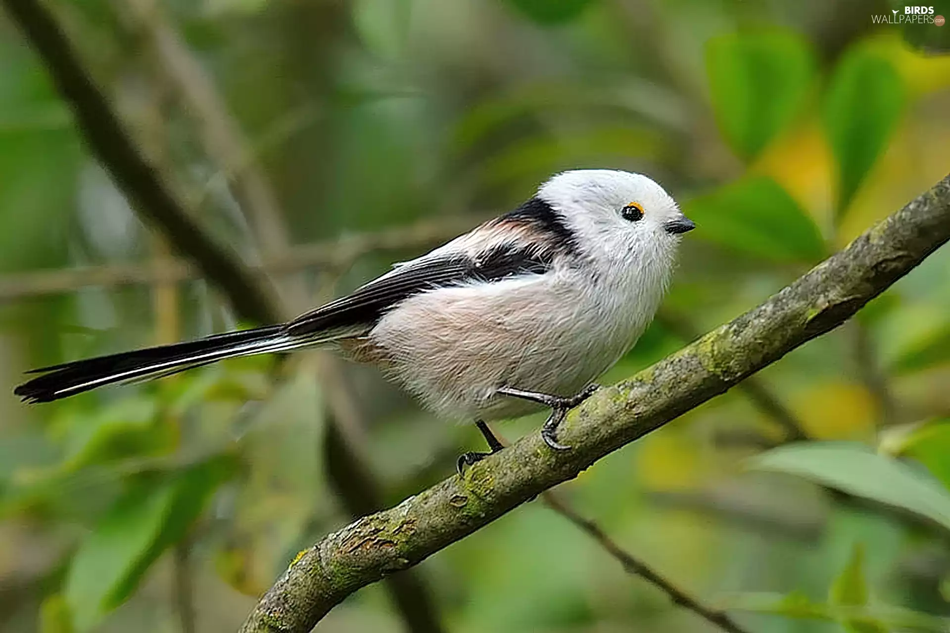 Long-tailed Tit