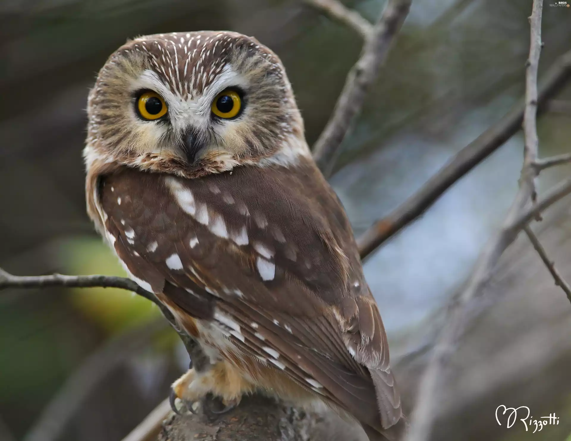 branch, owl, The look