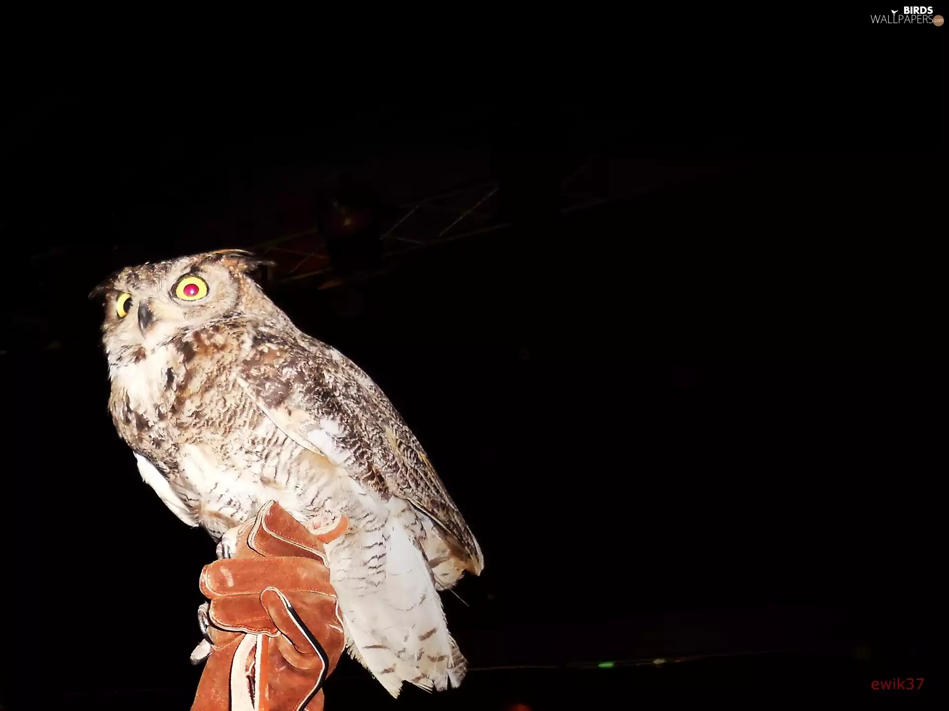 glove, owl, The look