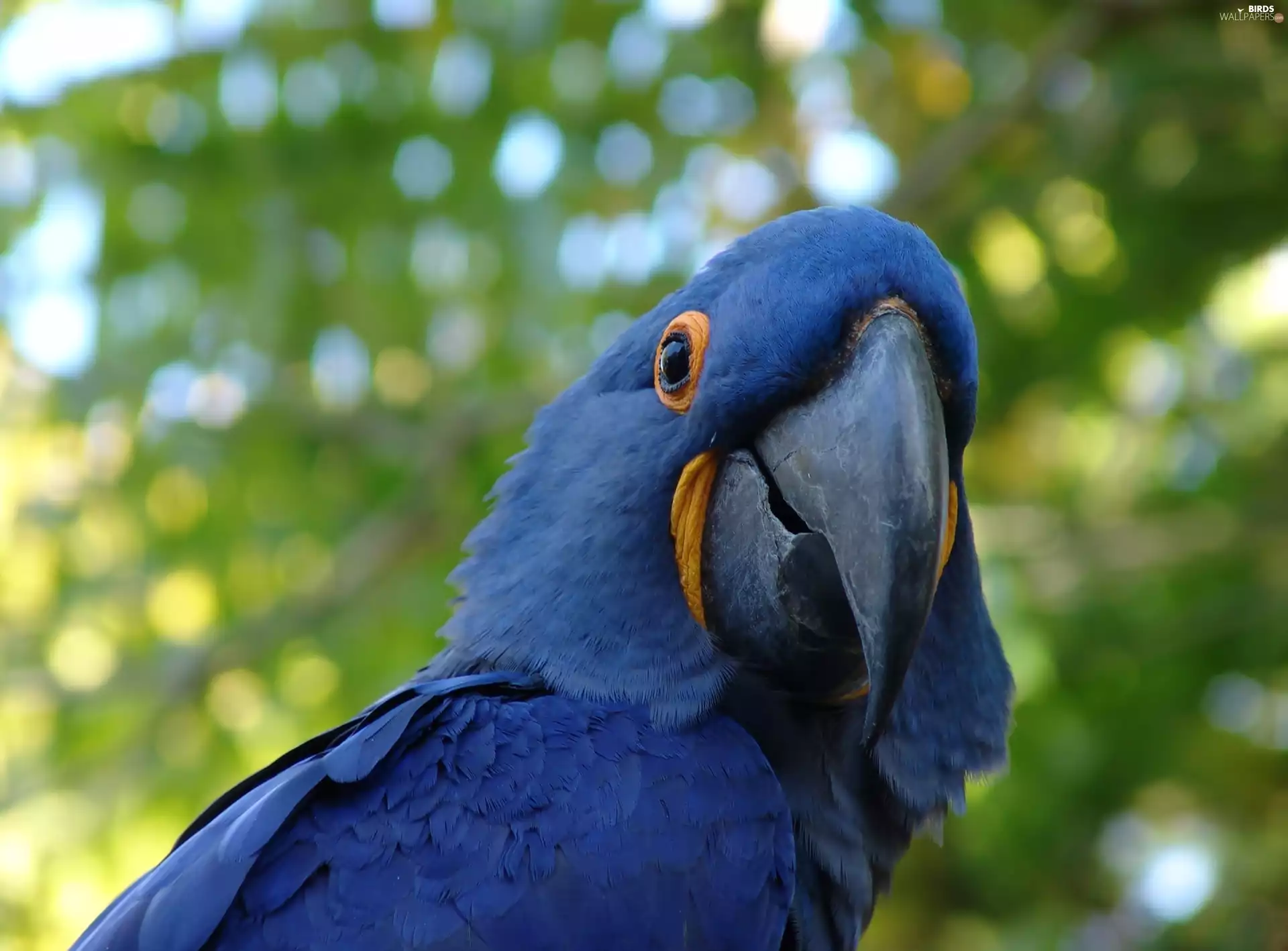 Hyacinth Macaw, The look