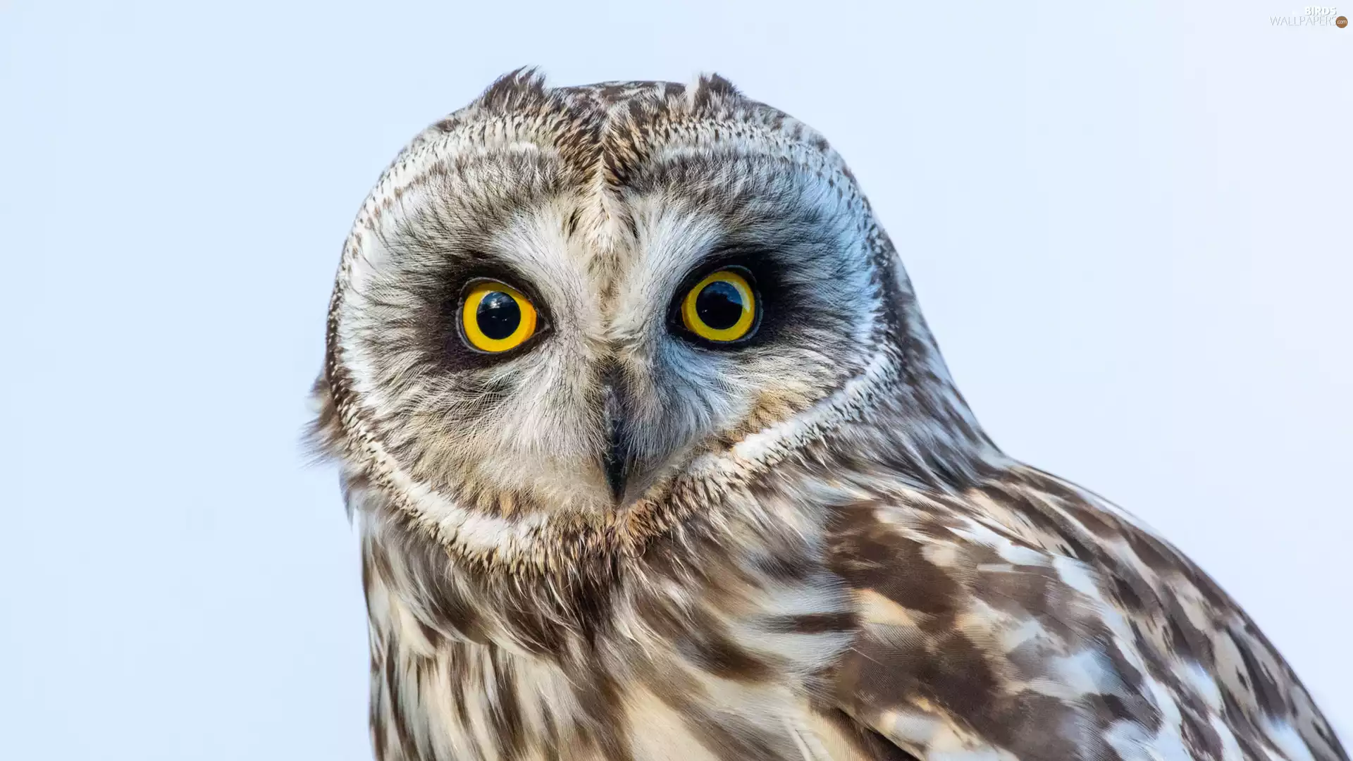 The look, owl, Brown Owl