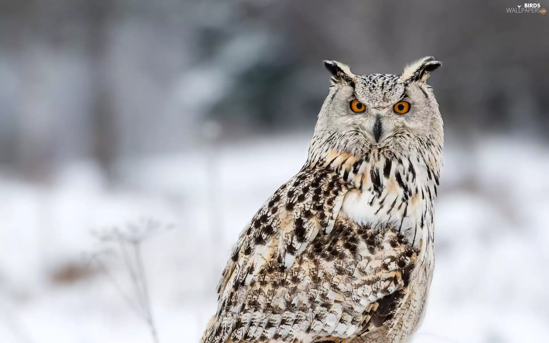 The look, owl, eagle-owl