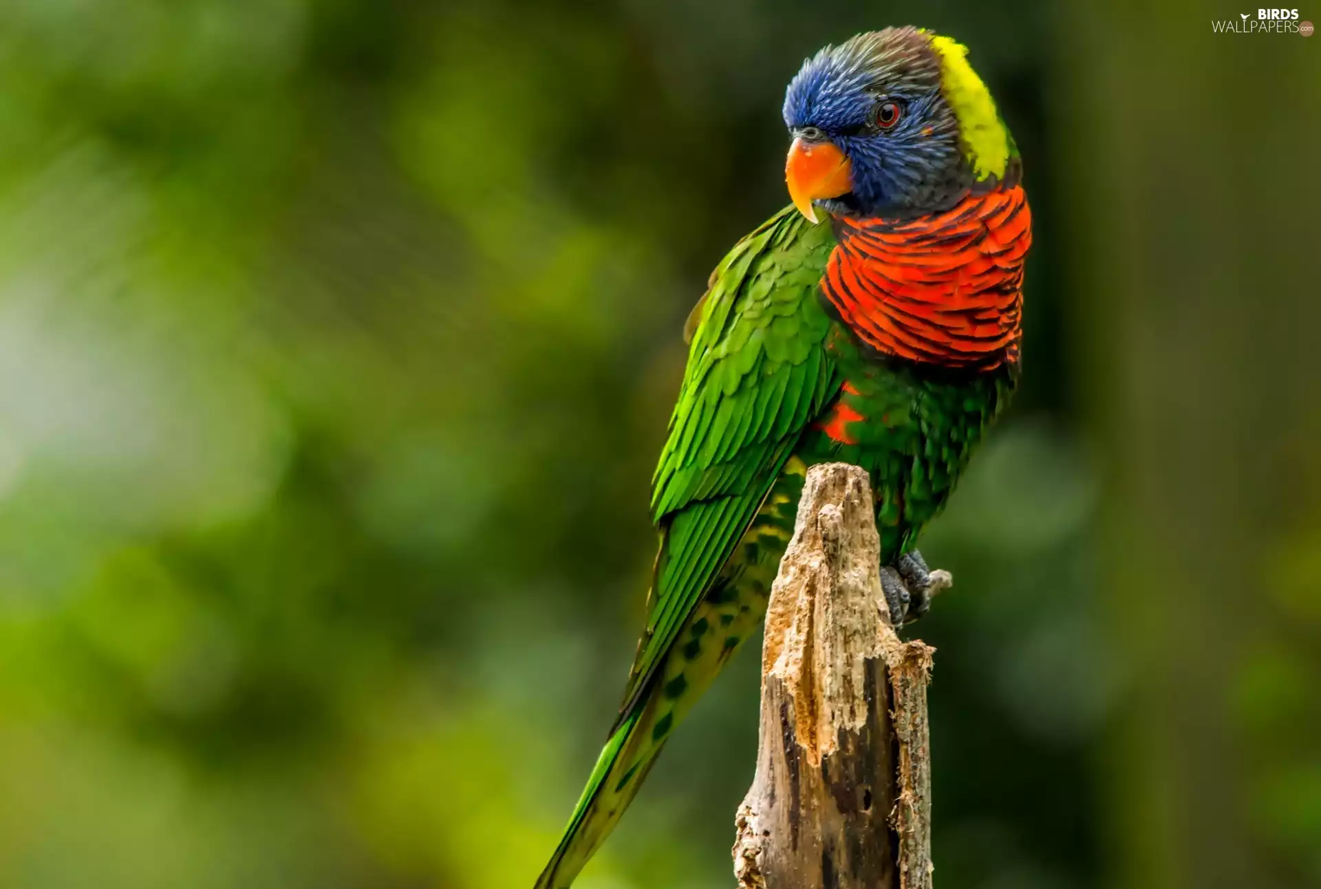 parrot, Mountain Rainbow Lorikeet