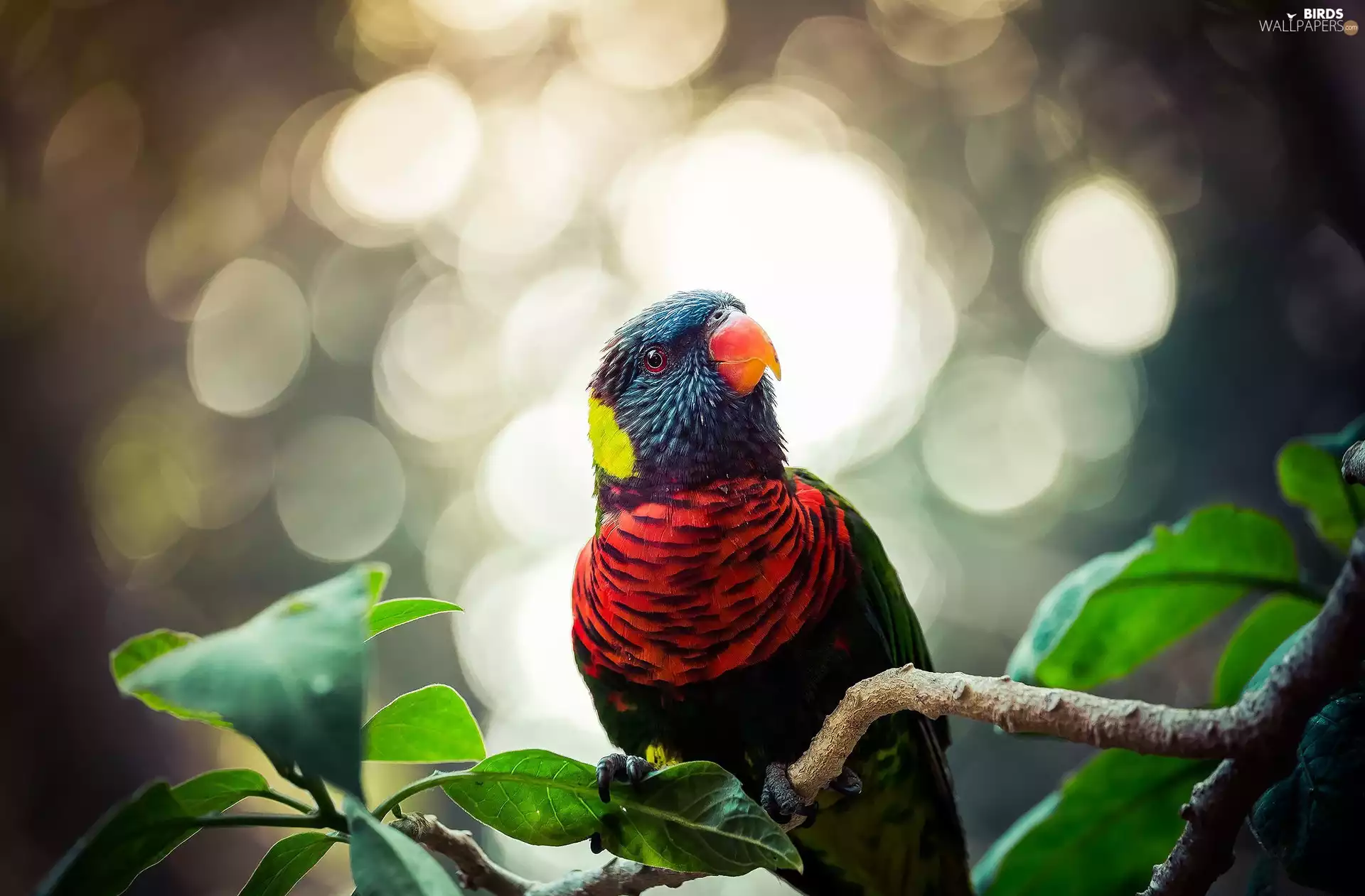 twig, parrot, Rainbow Lorikeet