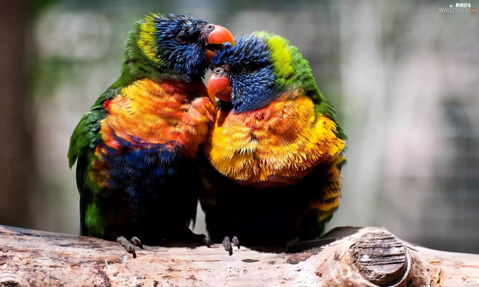lorikeets Mountain, branch