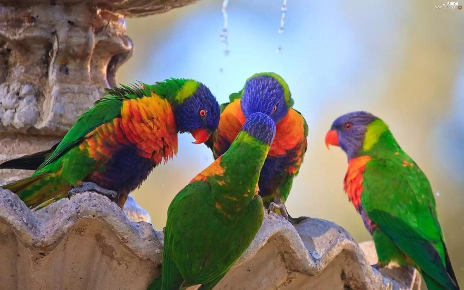 lorikeets Mountain
