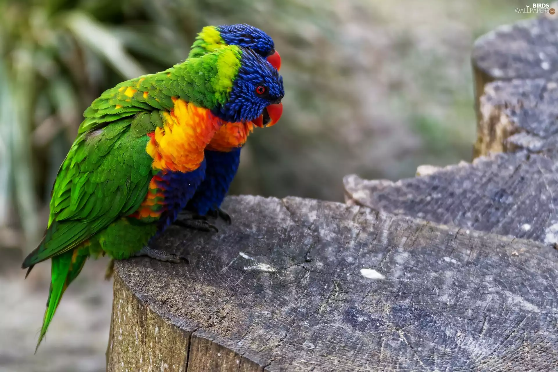 Two, lorikeets Mountain, trunk, Parrots