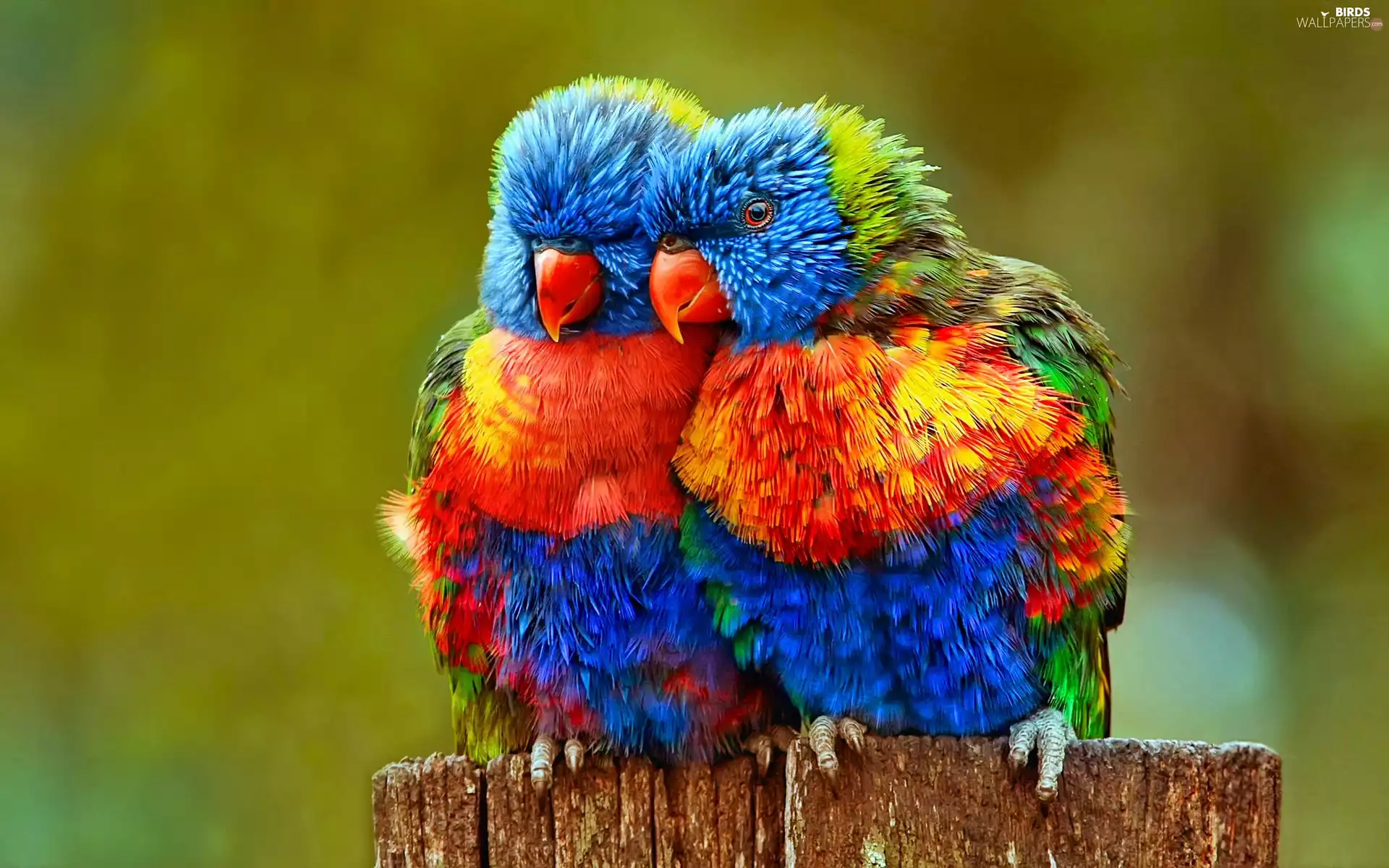 lorikeets Mountain