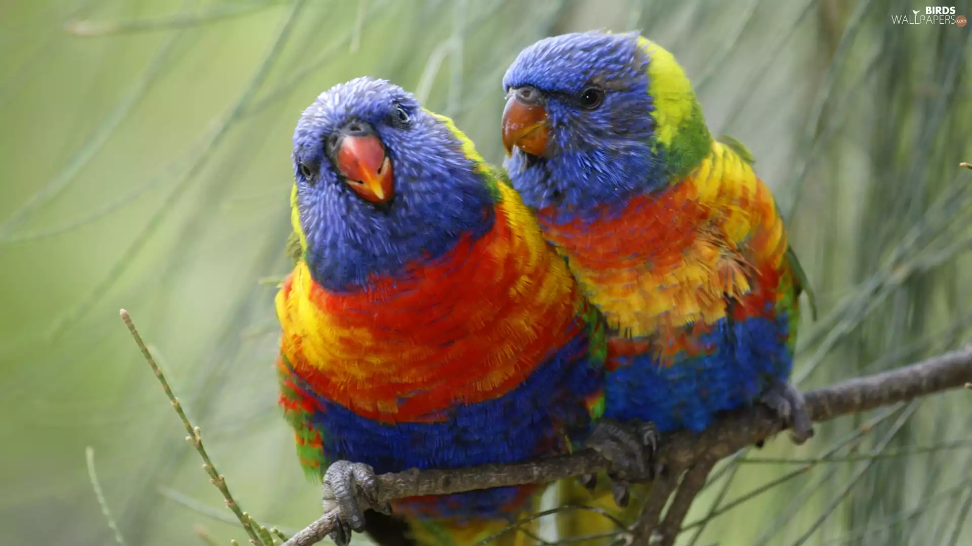 lorikeets Mountain, twig