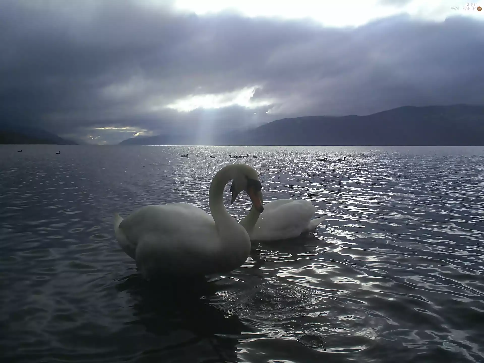 love, Swan, lake