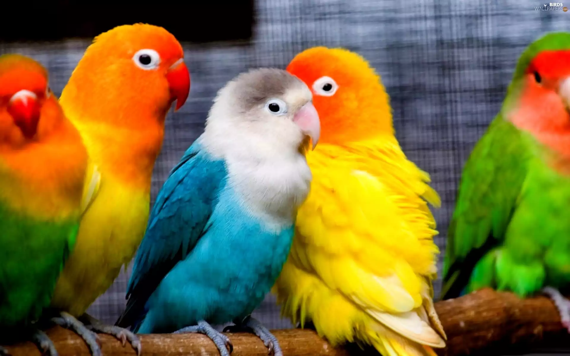 lovebirds, color, Classifieds