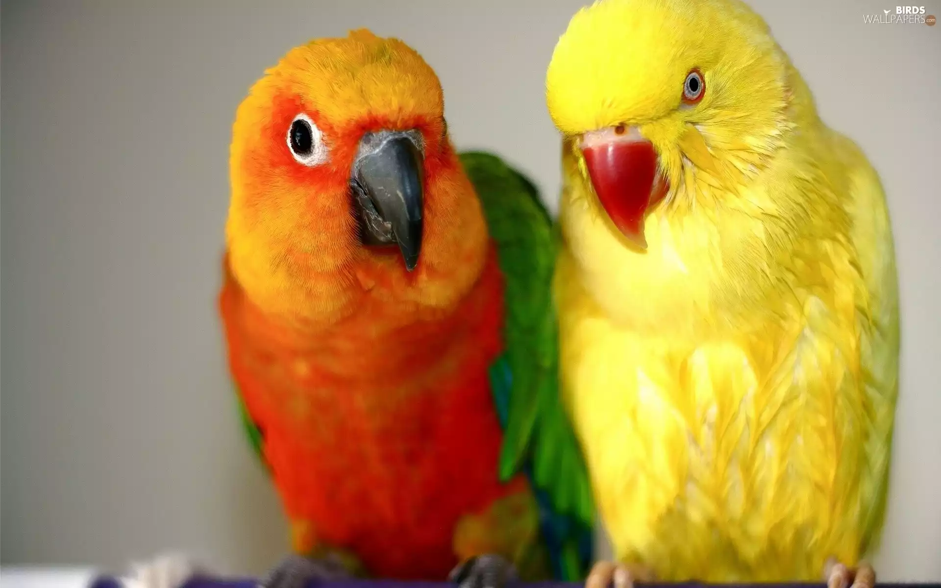 lovebirds, color, Parrots