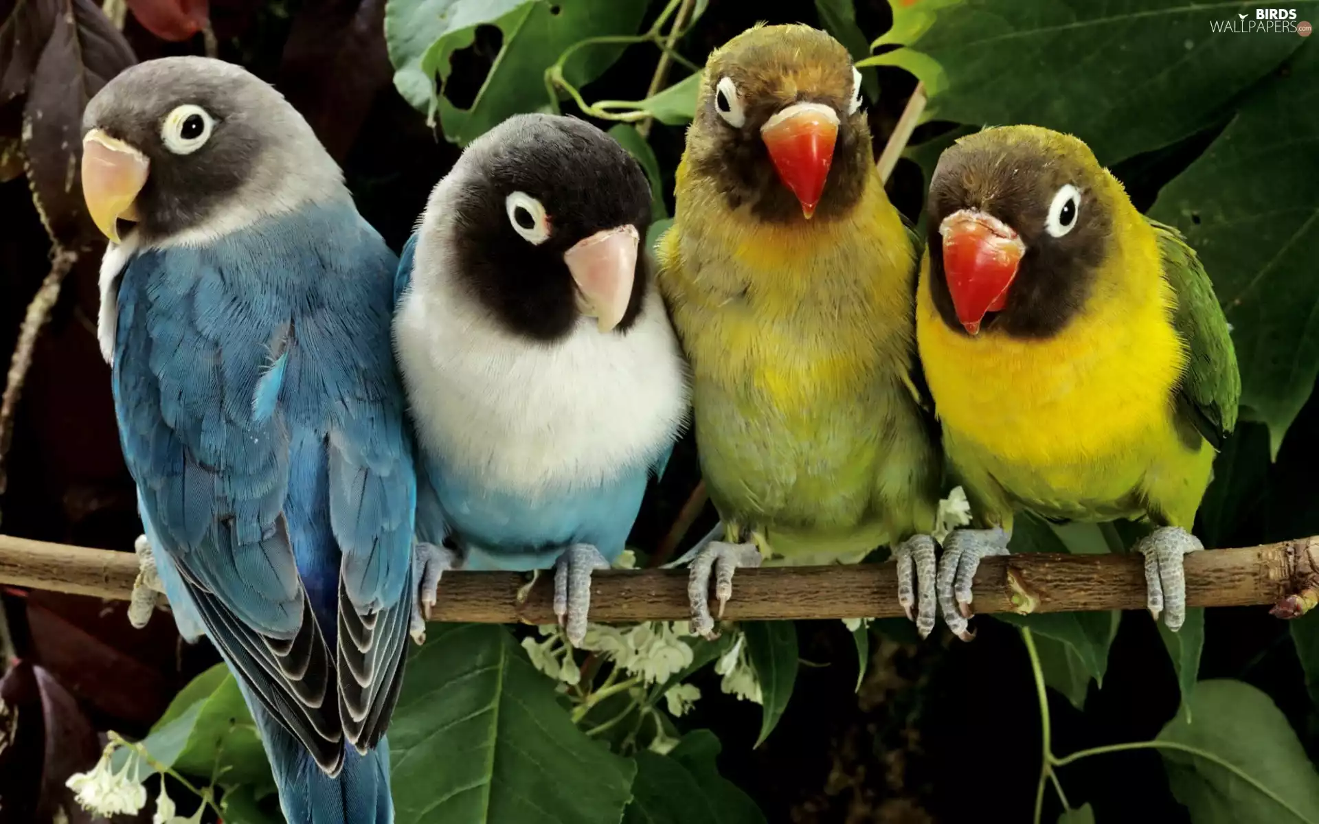 lovebirds, four, Parrots