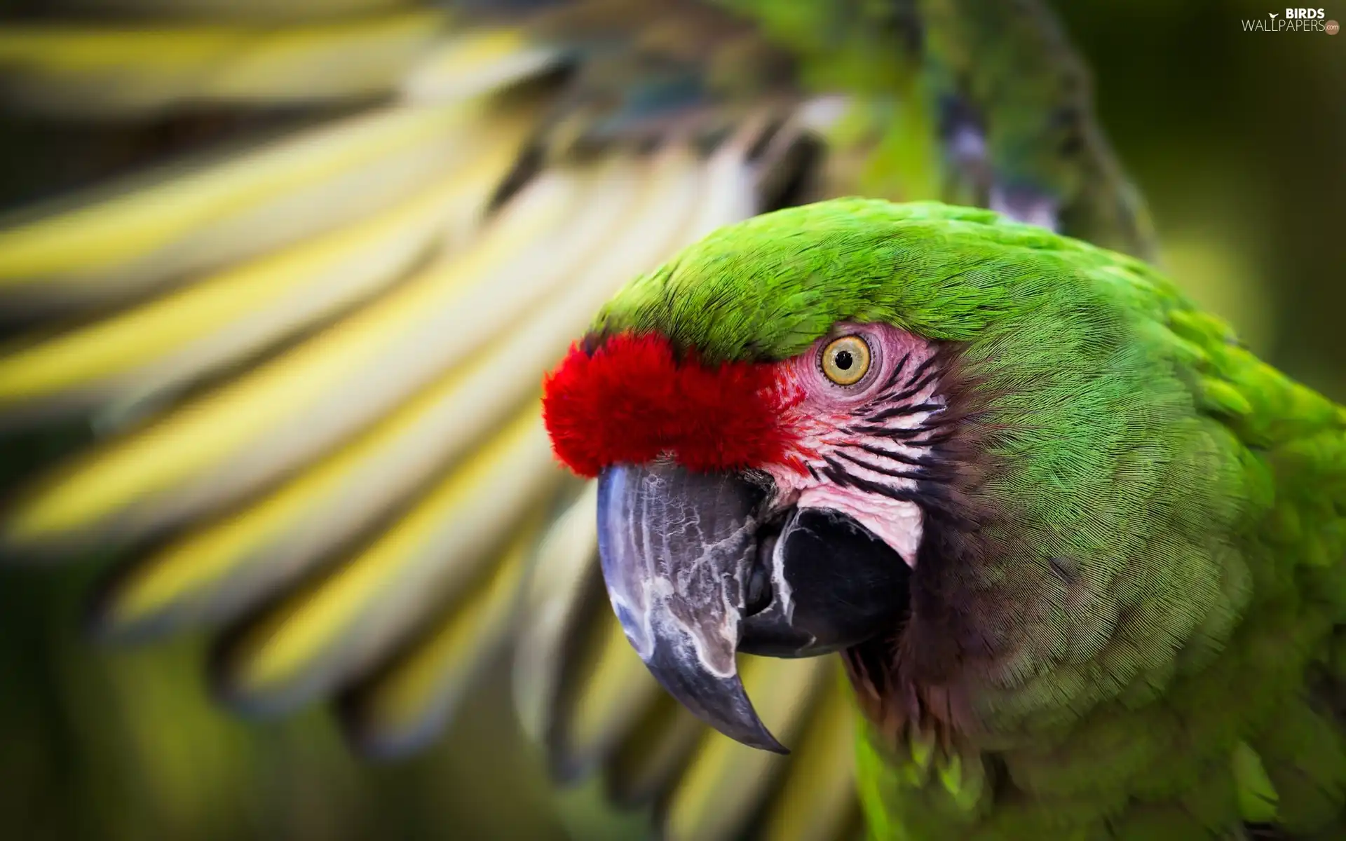 Bird, parrot, Military Macaw