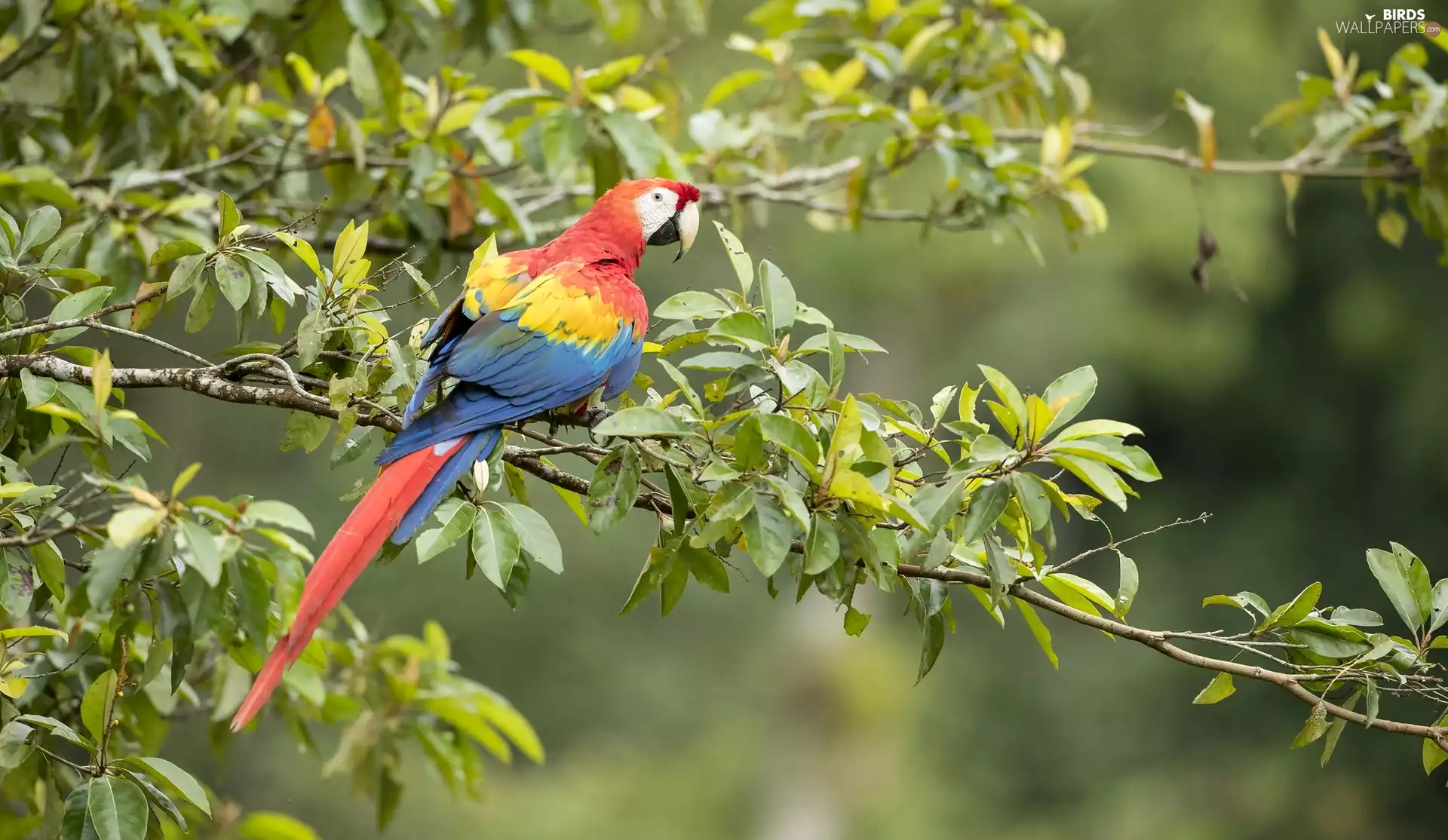 Twigs, parrot, Scarlet Macaw