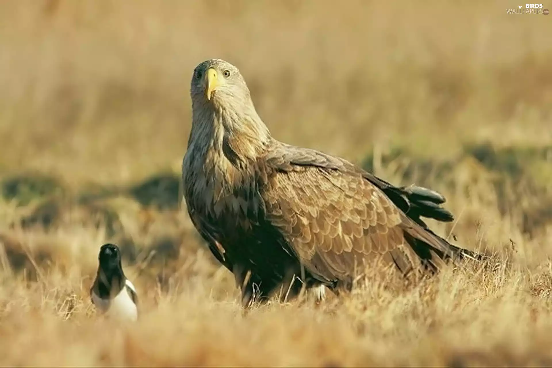 magpie, eagle, erne