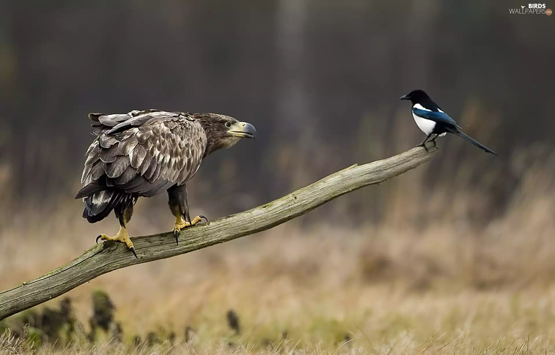 magpie, meet, erne