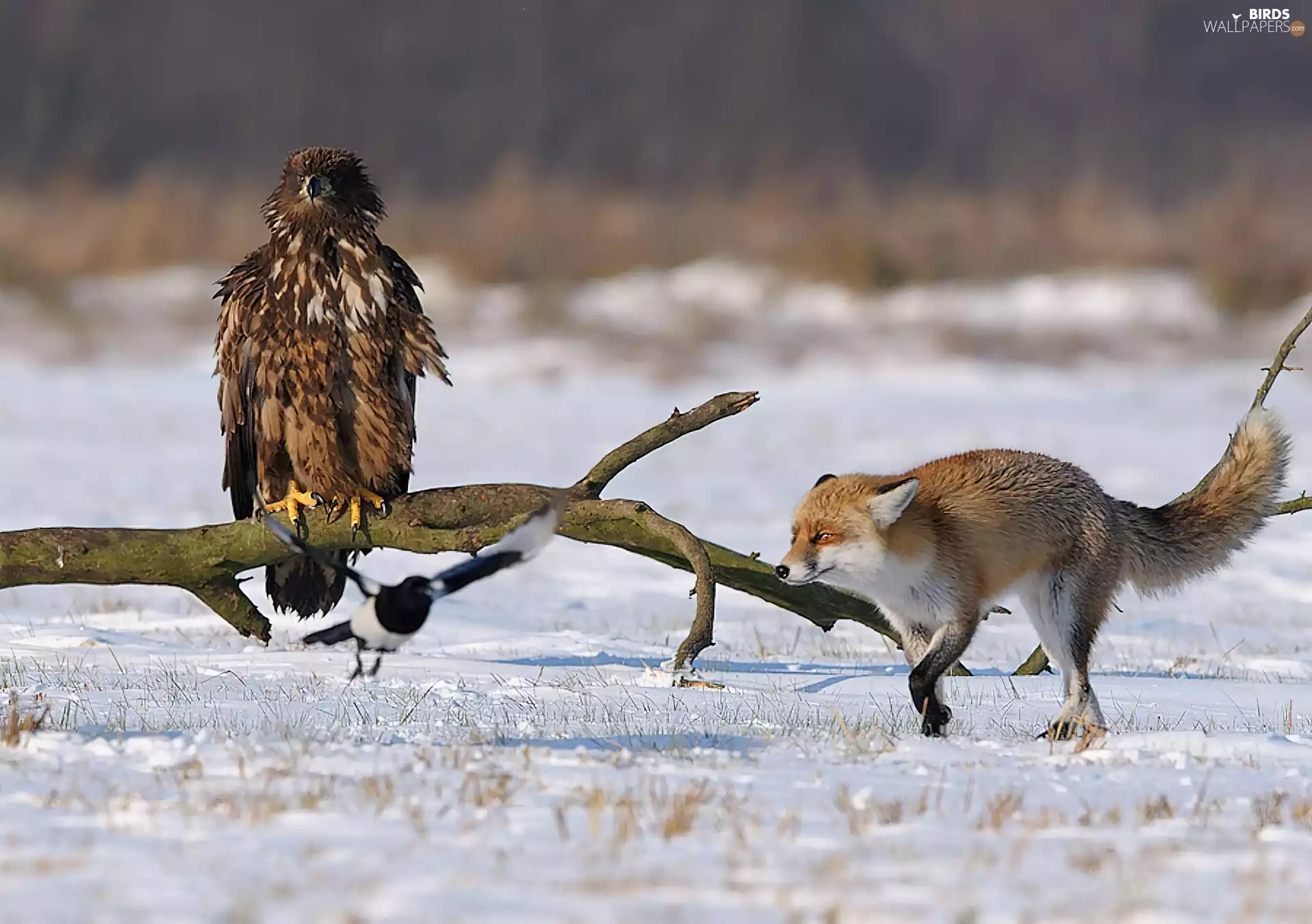 magpie, eagle, Fox