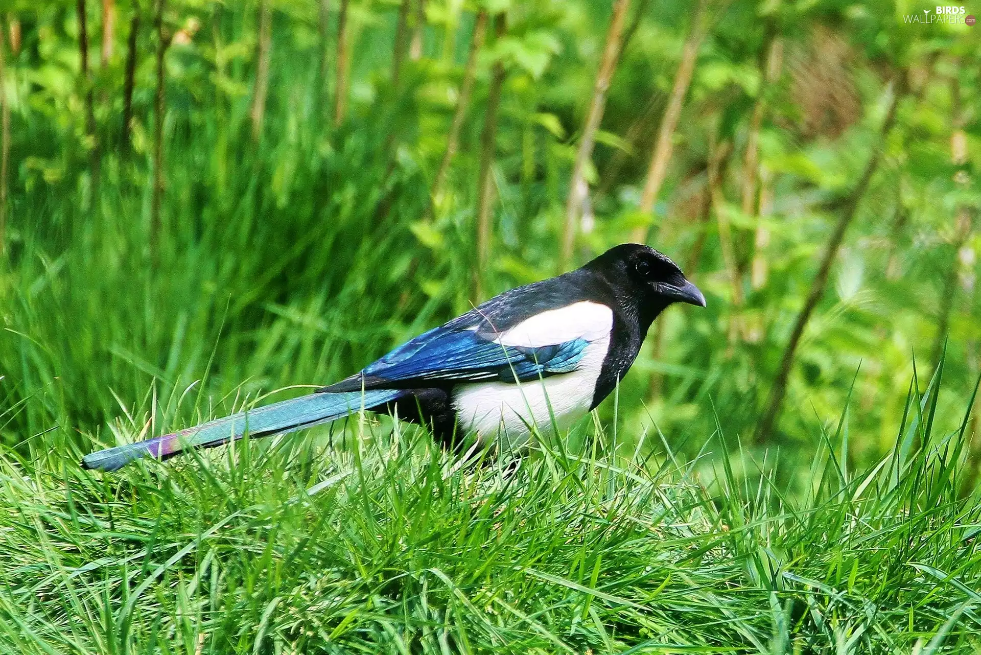 magpie, grass