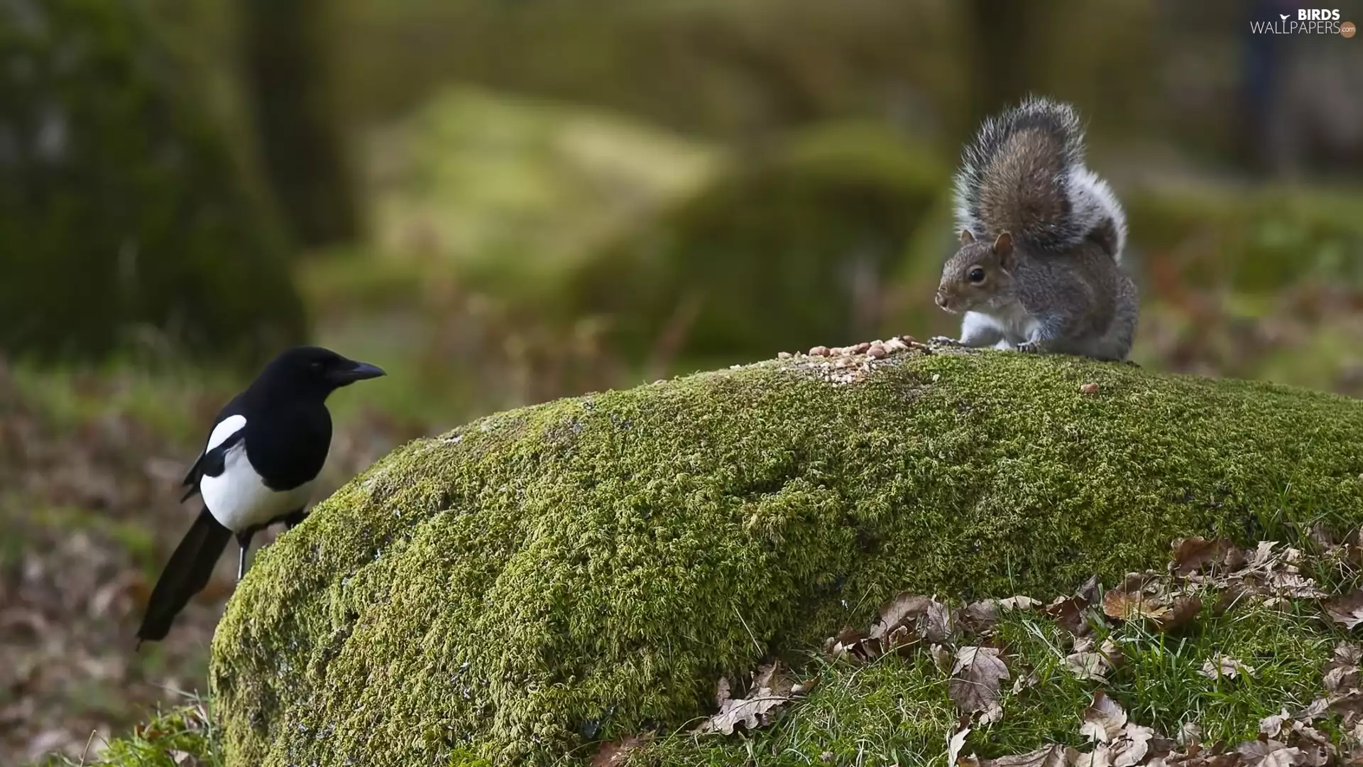 squirrel, Rocks, forest, magpie