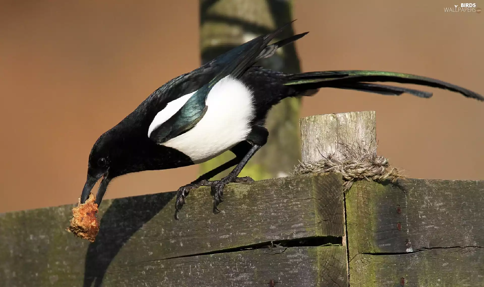 magpie