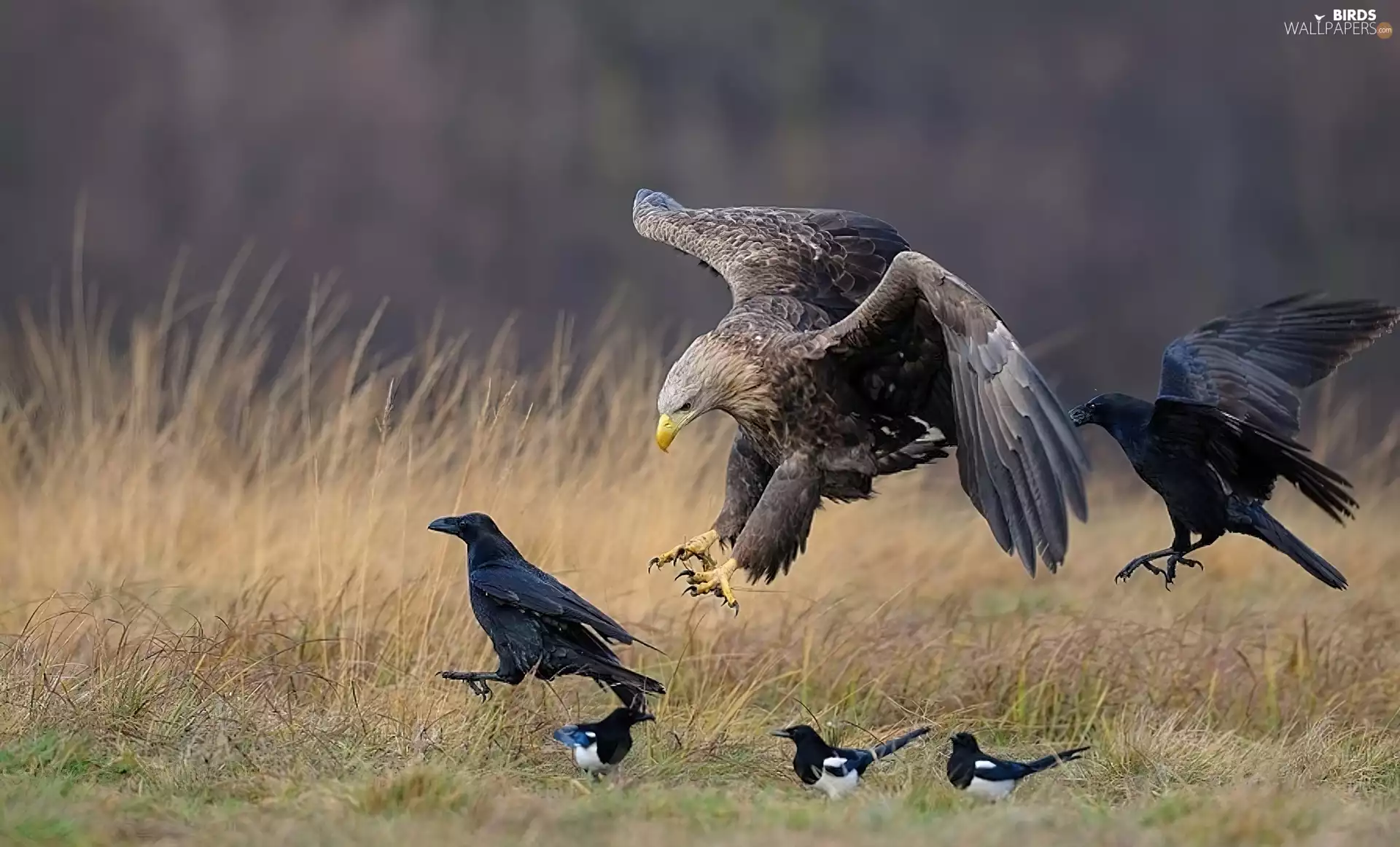 magpies, erne, Rooks