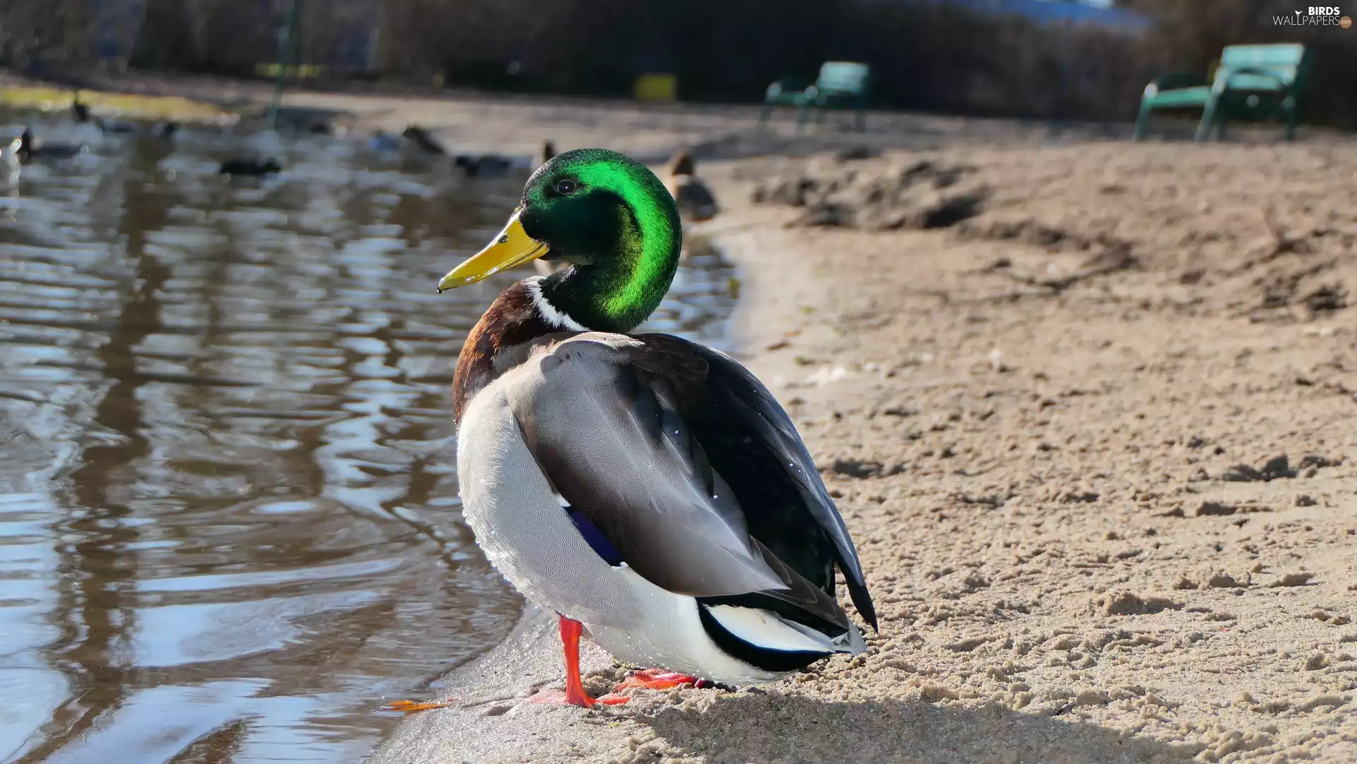 Bird, Mallard Duck, male