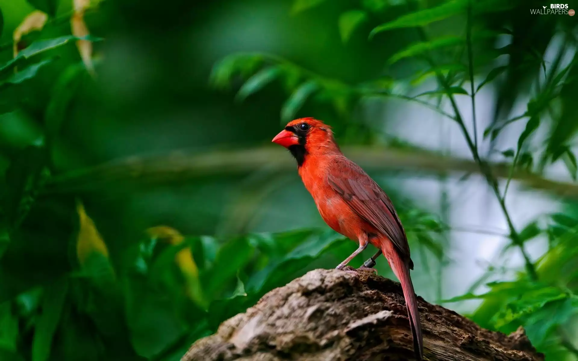 male, scrub, cardinal