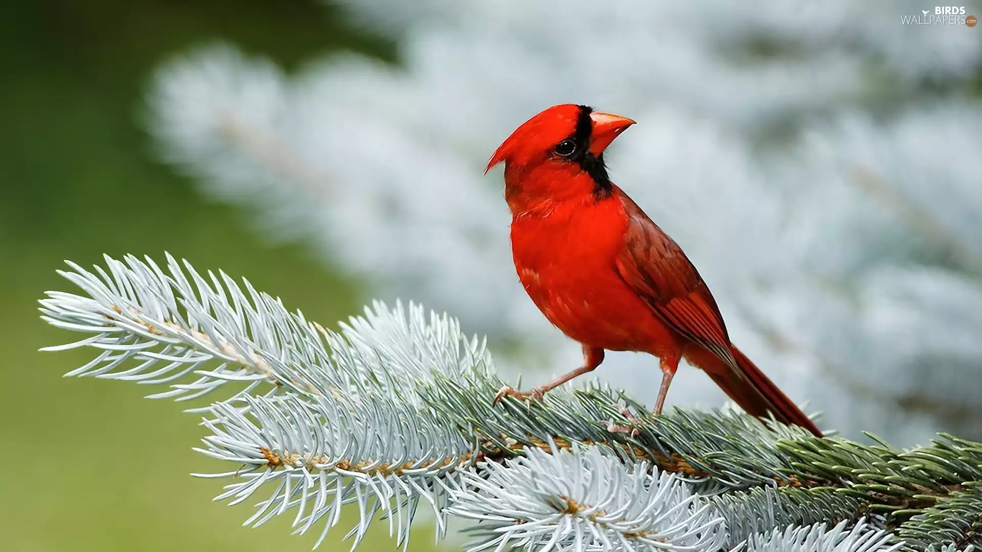 trees, male, christmas tree, cardinal