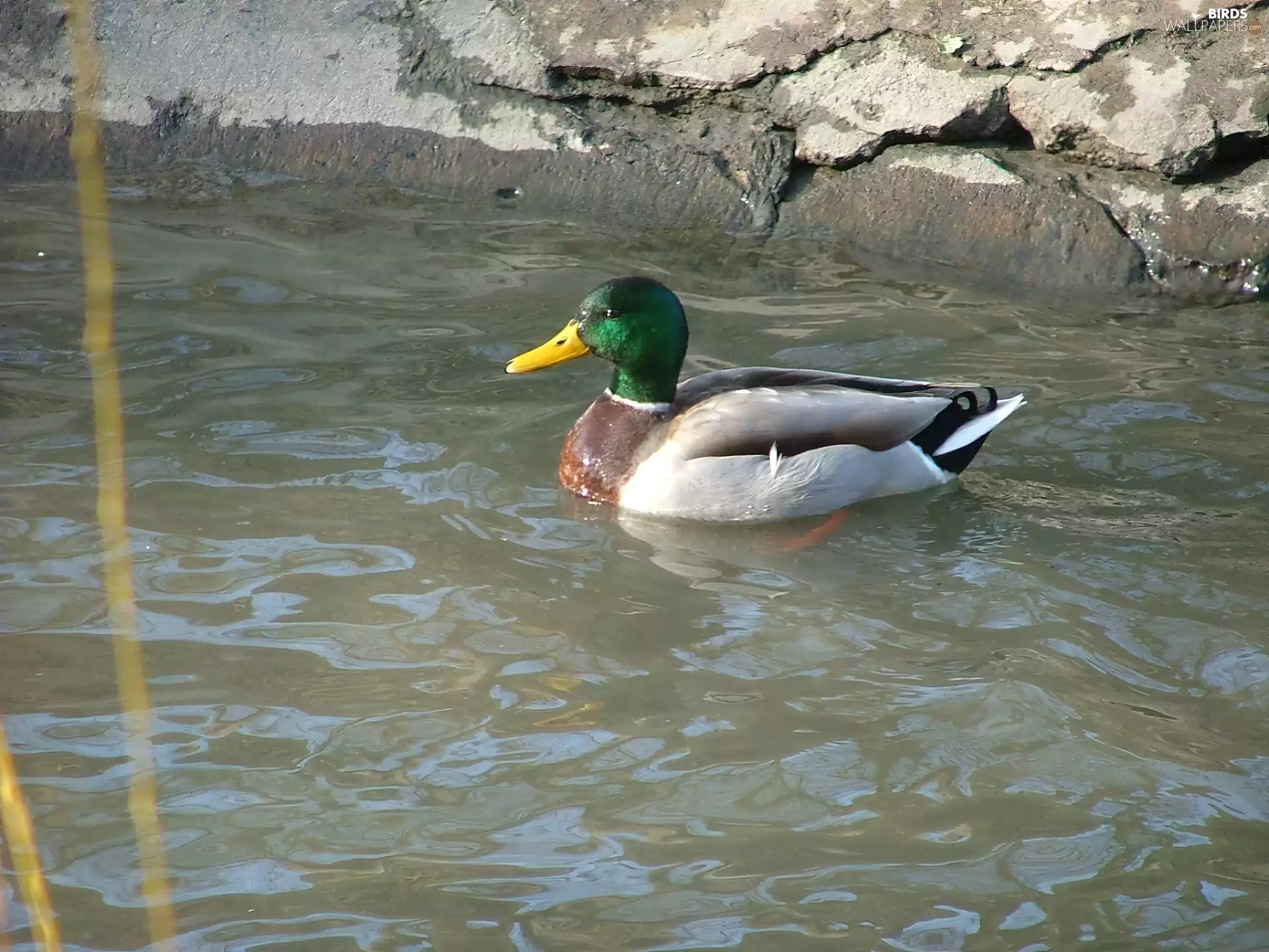 male, Mallard Duck