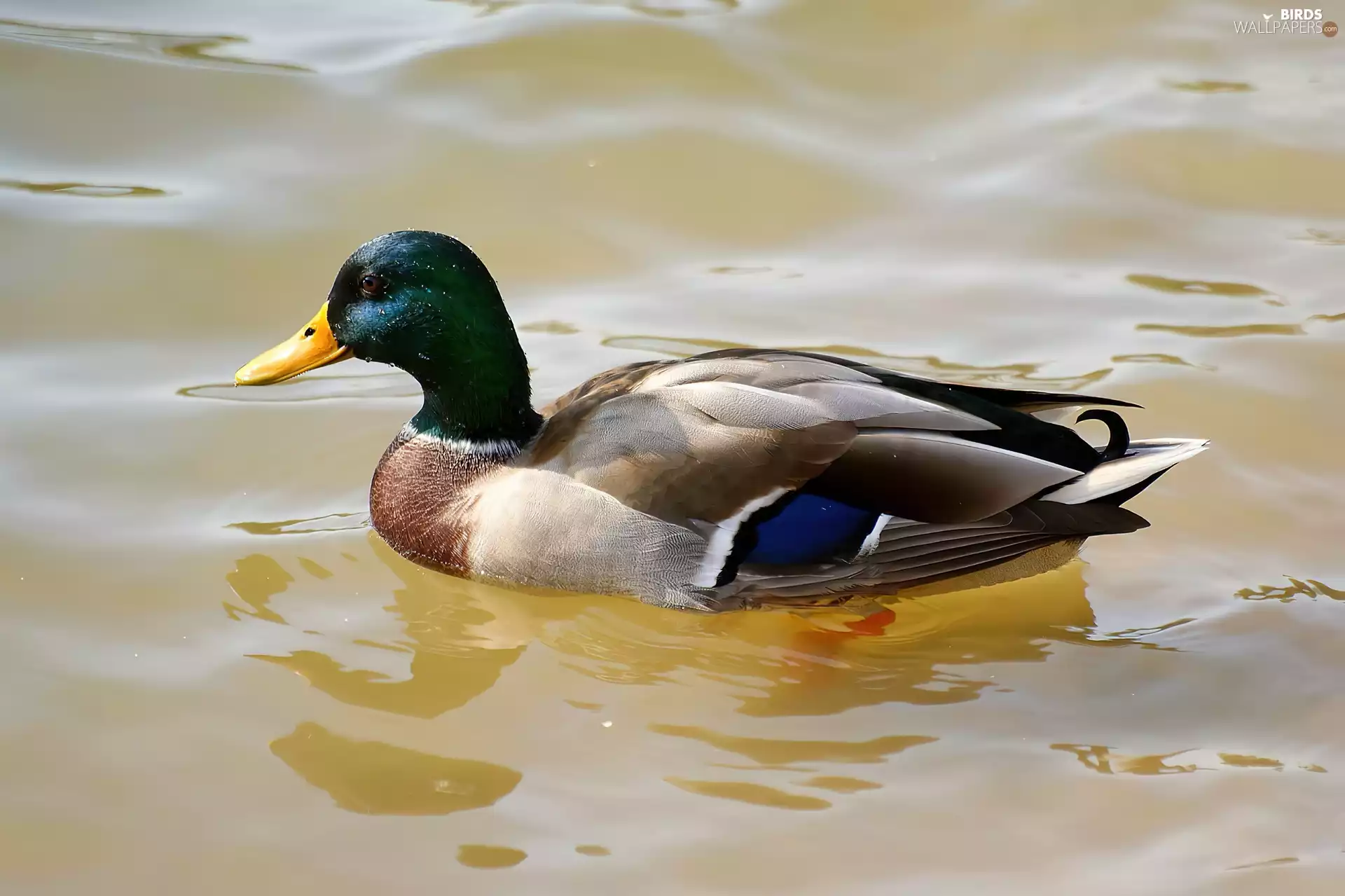 male, mallard Ducks
