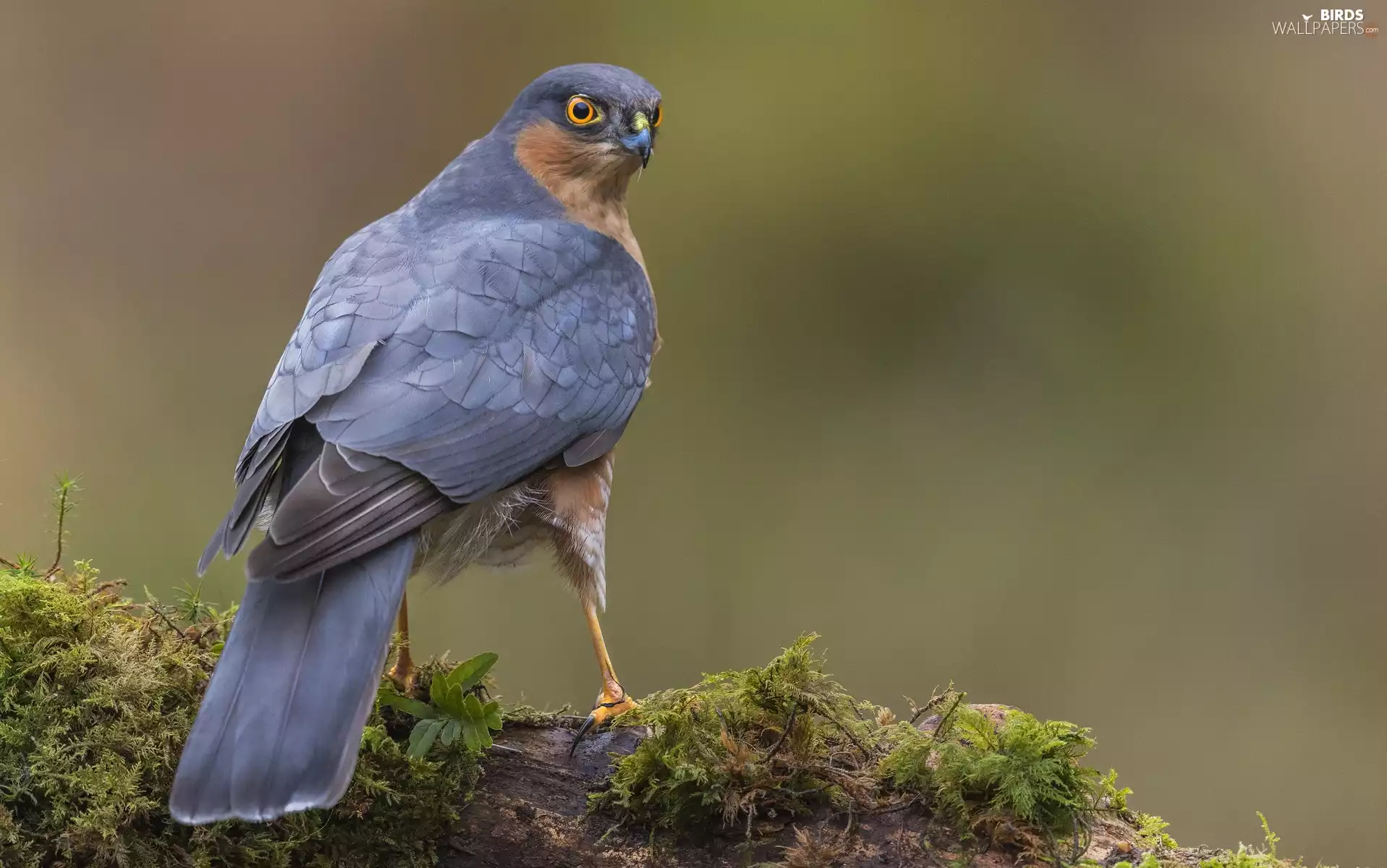 sparrow hawk, Lod on the beach, Plants, male