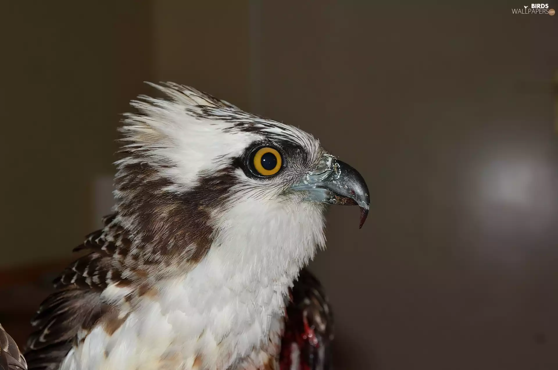 osprey, nose, eye, male
