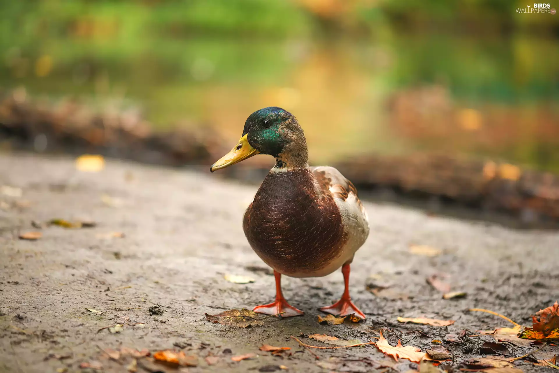 Mallard Duck, Bird