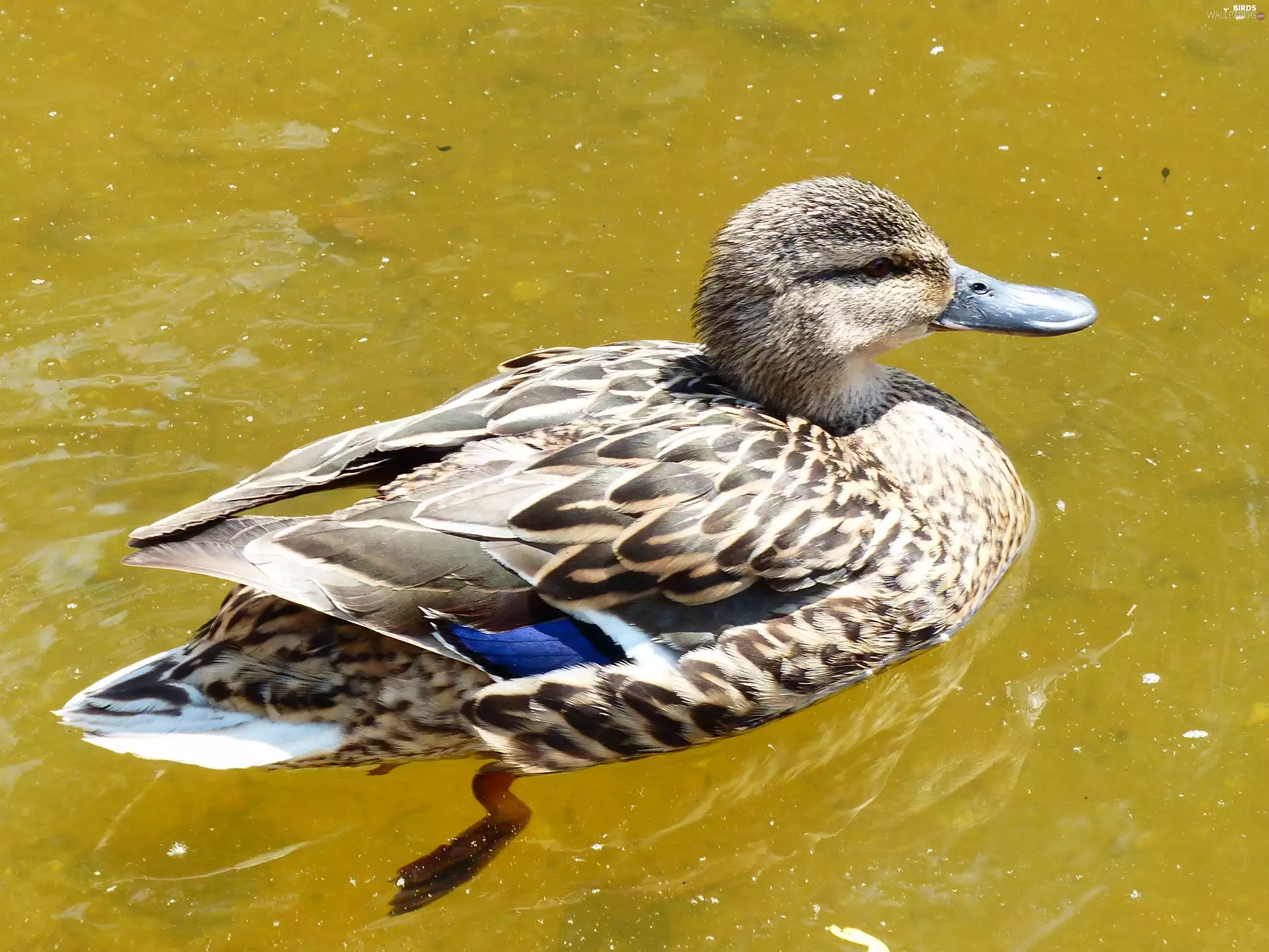 Mallard Duck, female