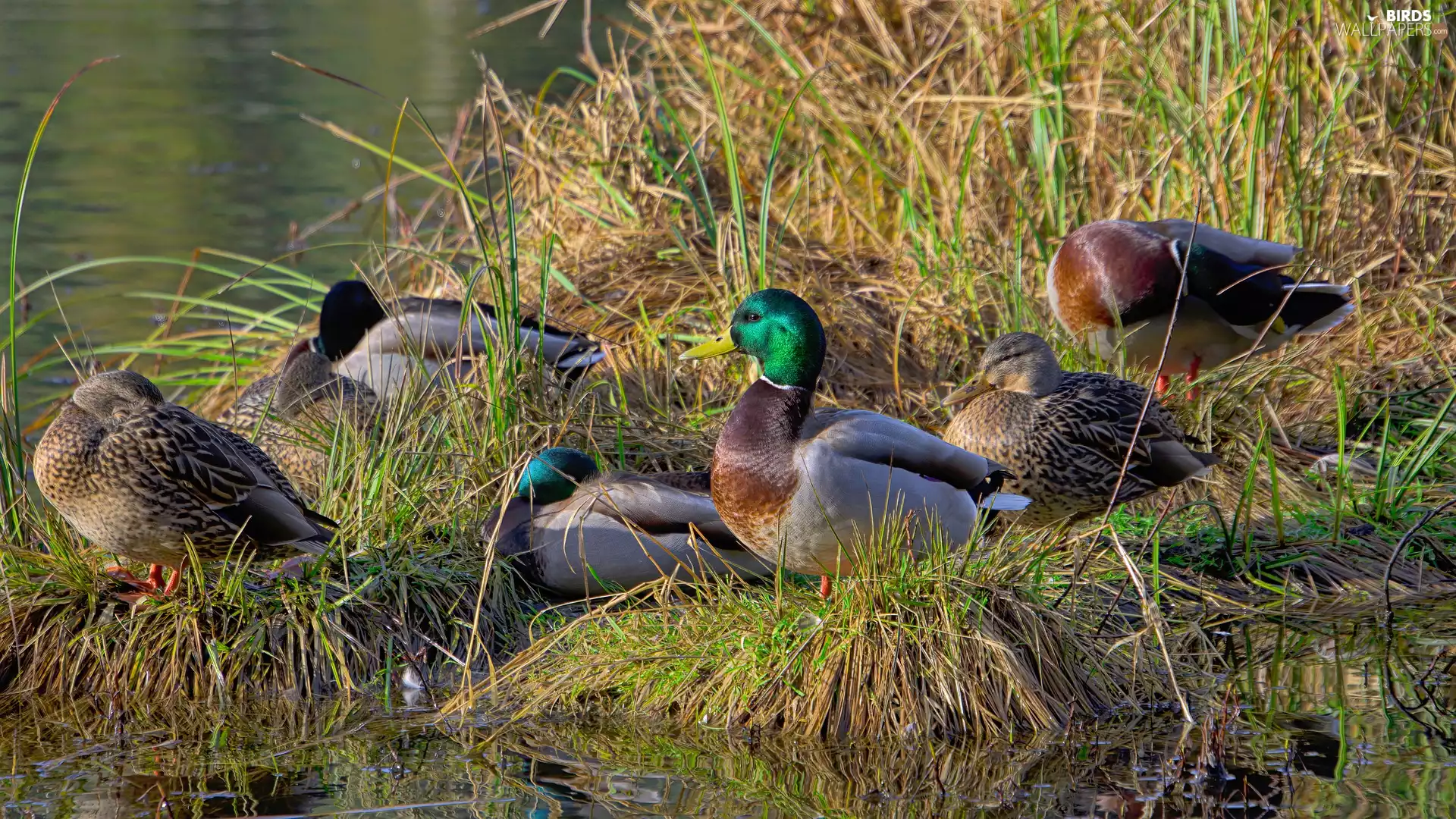 mallard Ducks, grass