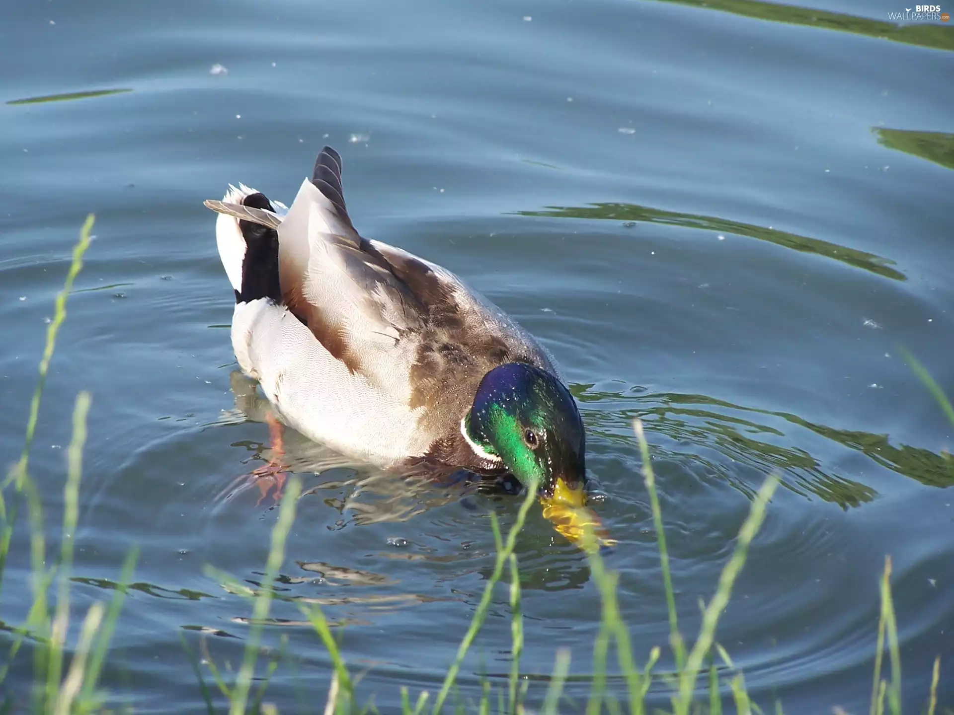 Mallard Duck, lake