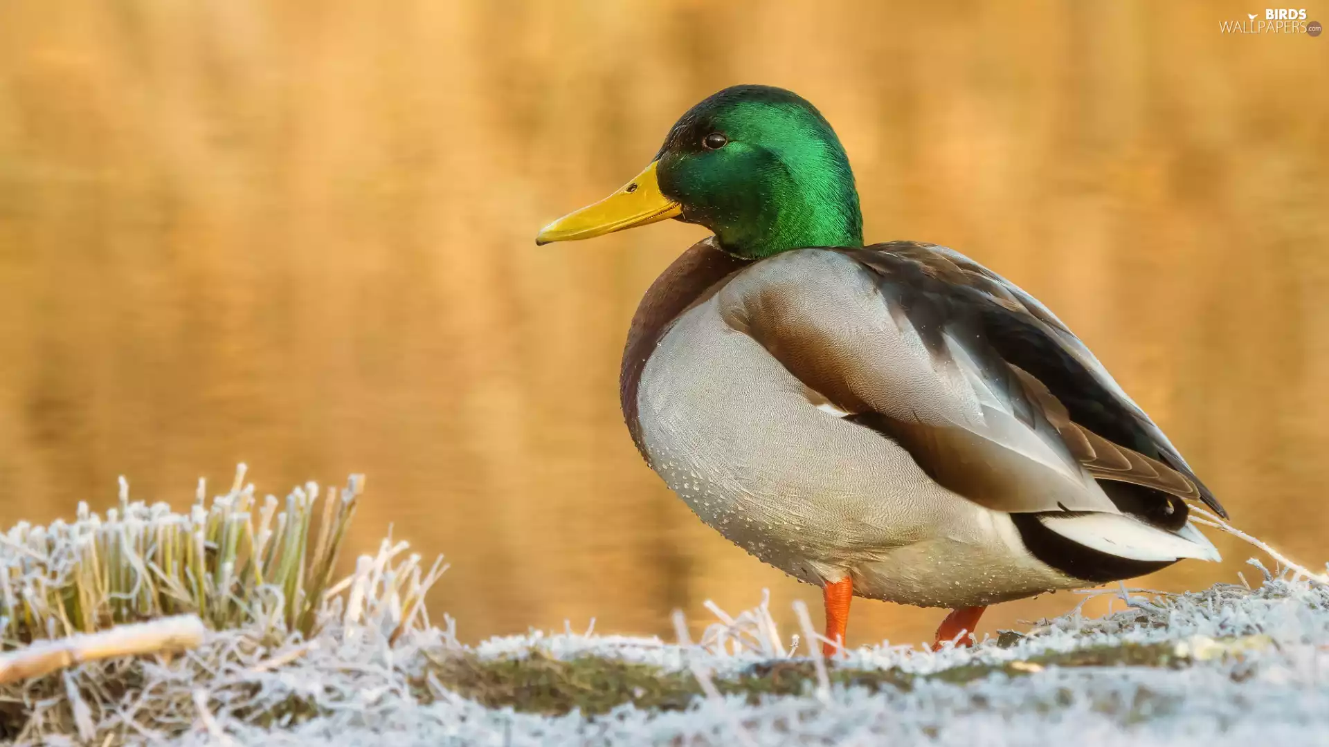 Mallard Duck, male