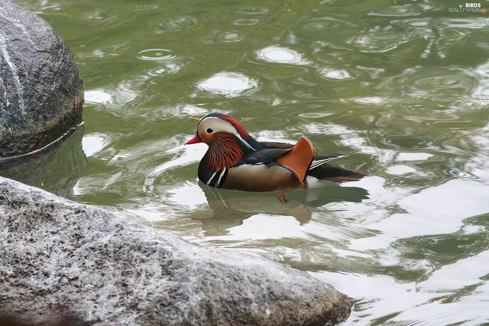 duck, water, Stones, Mandarin