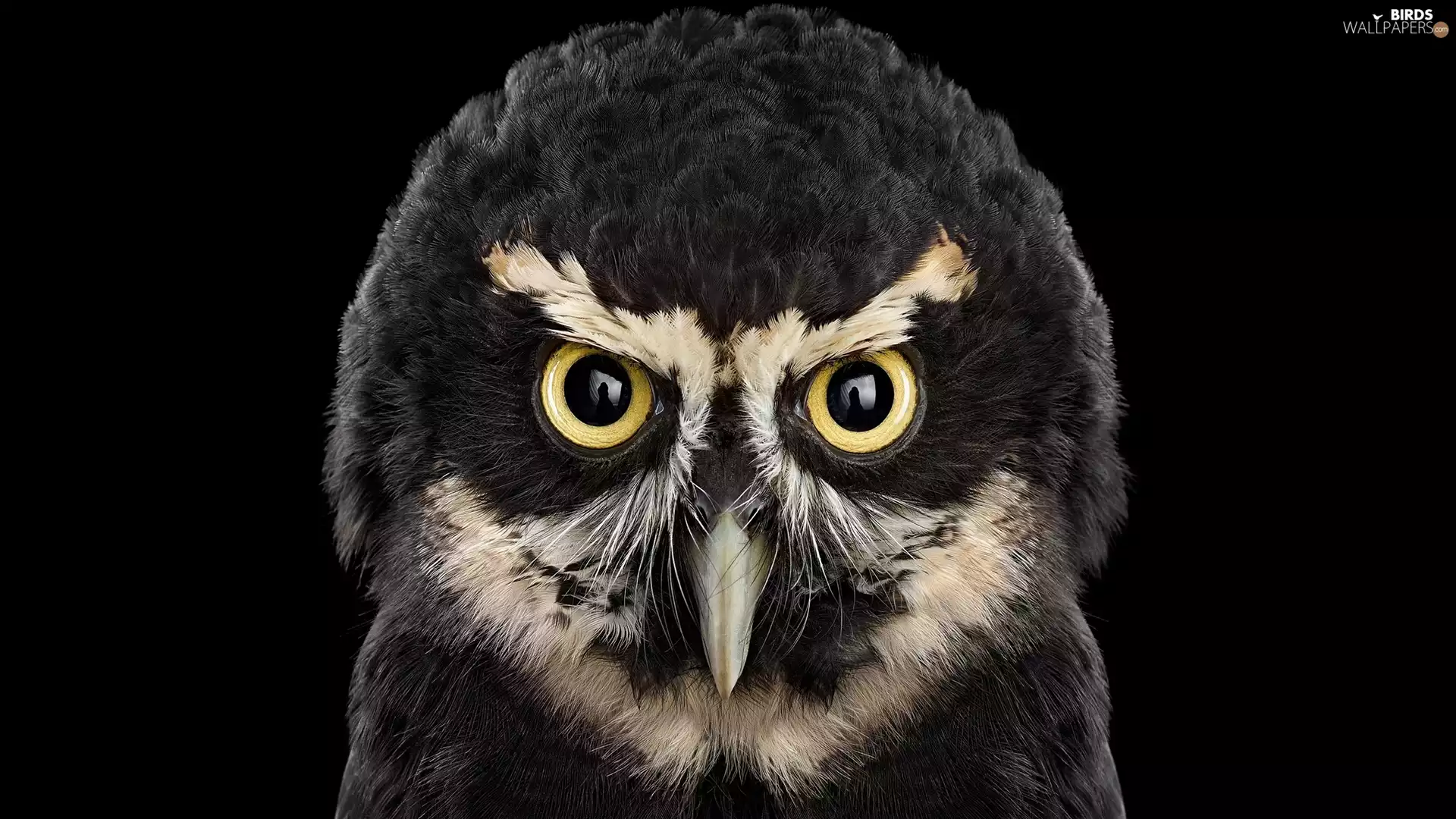 owl, Mars, look, Crested Owl