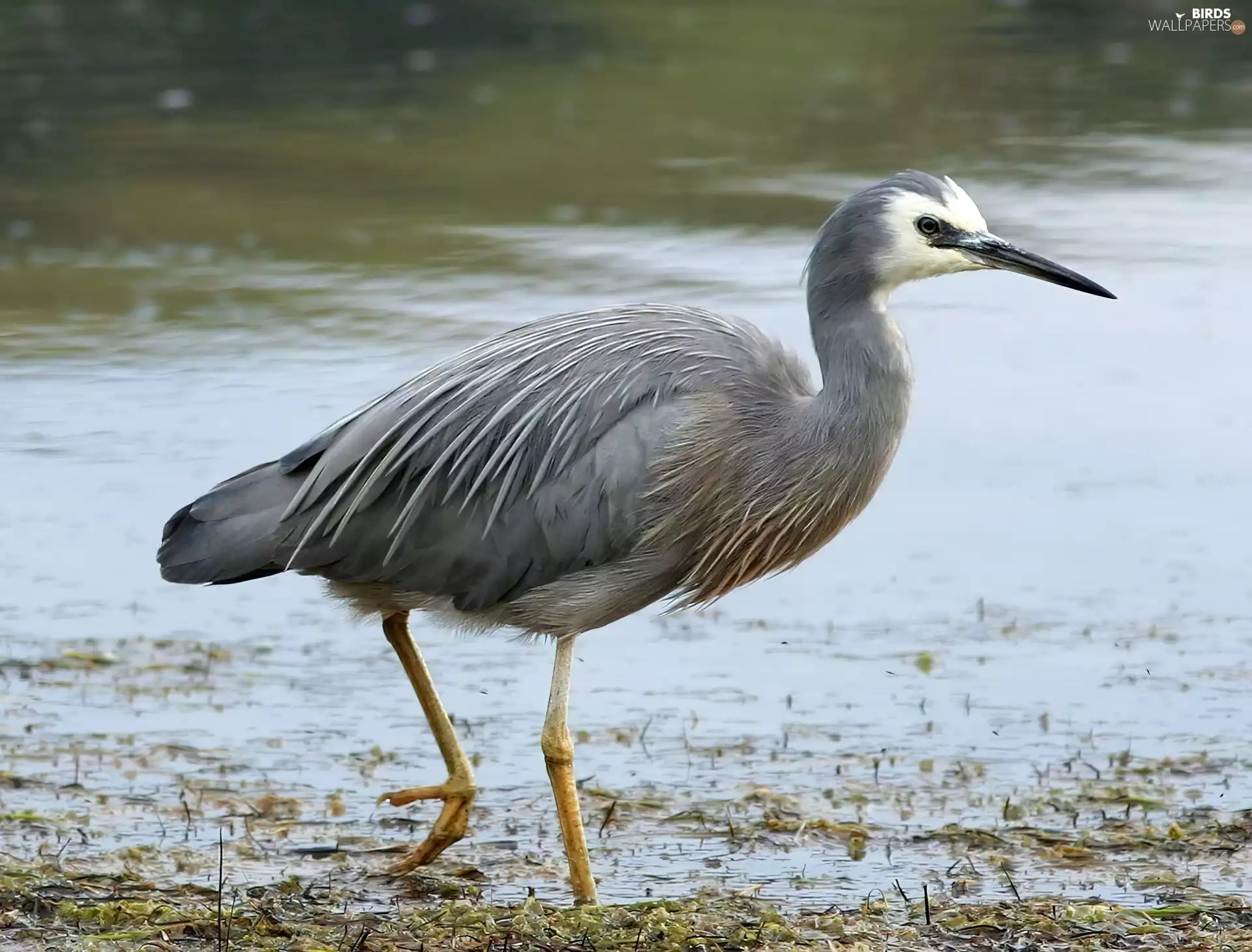 White-faced Heron, marshland